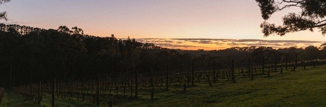 vineyards Medium.jpeg