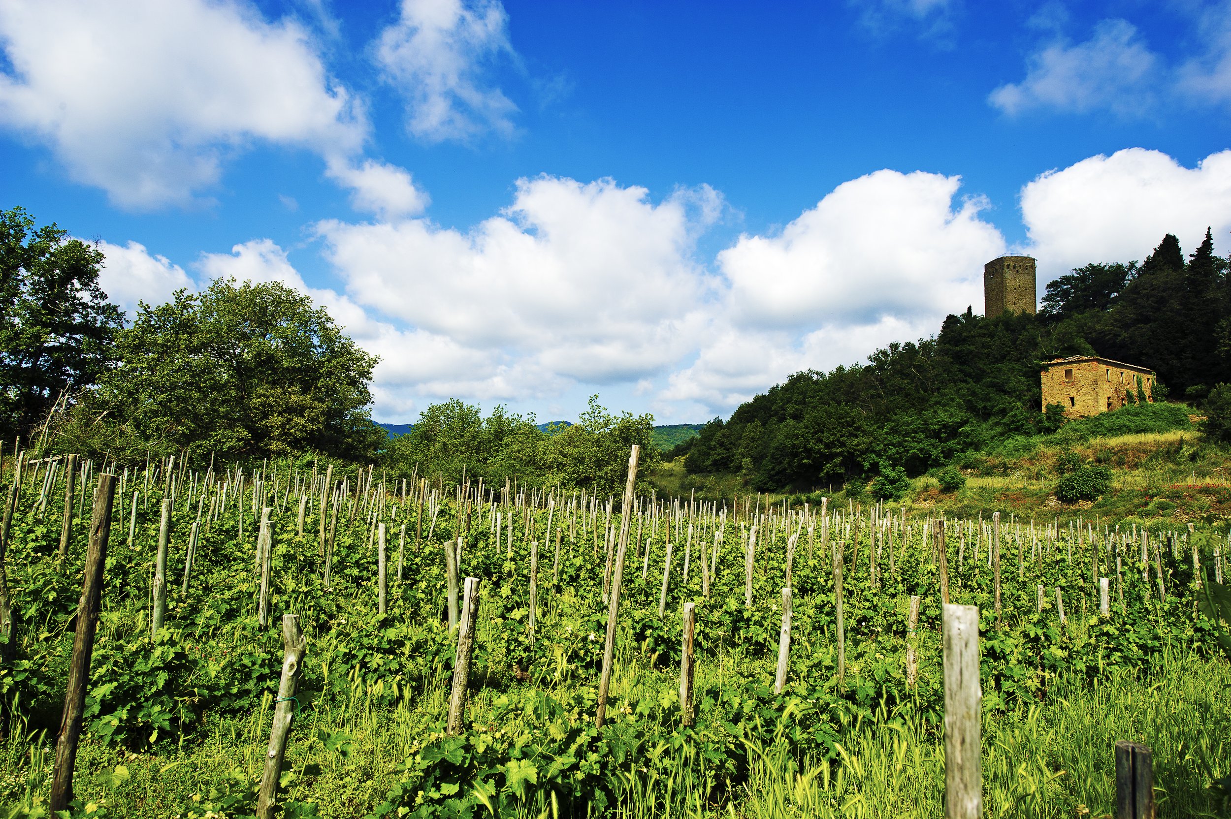 _DSC6501 torre (1).jpg