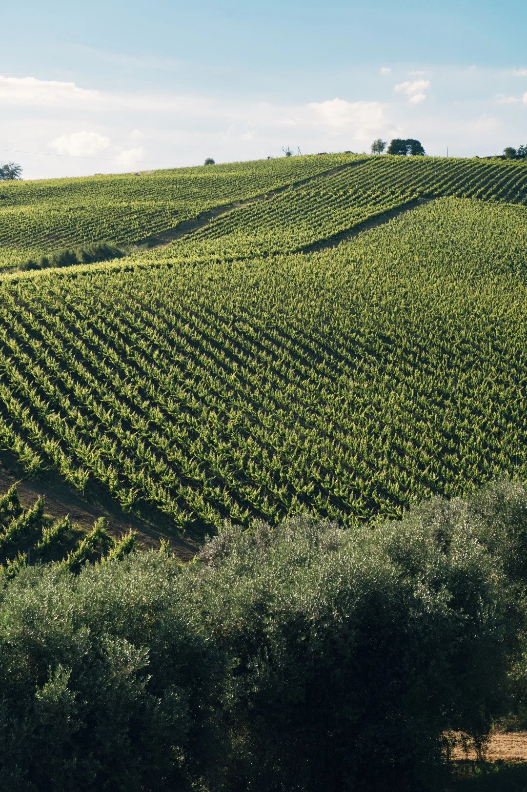 _DSC2515 (Grande).jpg