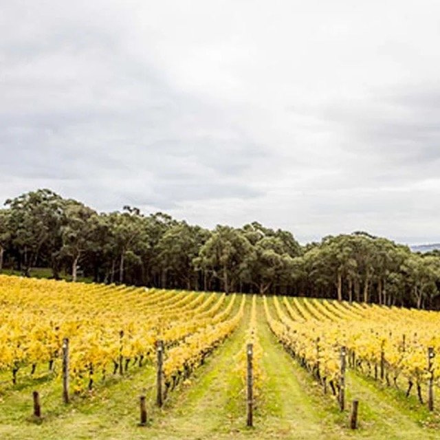 Redhill-vineyard Medium.jpeg