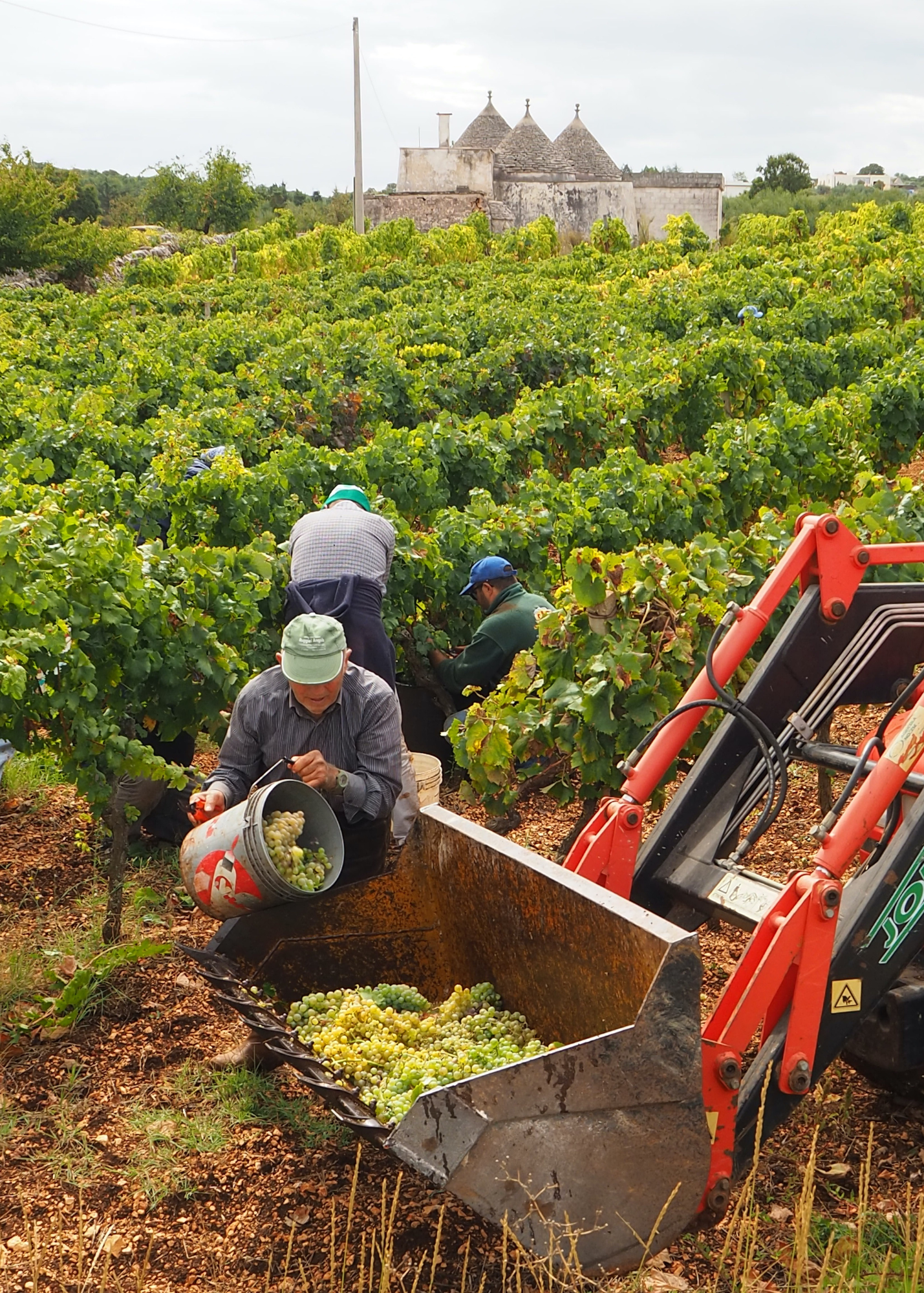 Vigna_Vendemmia Contrada Carpari.png