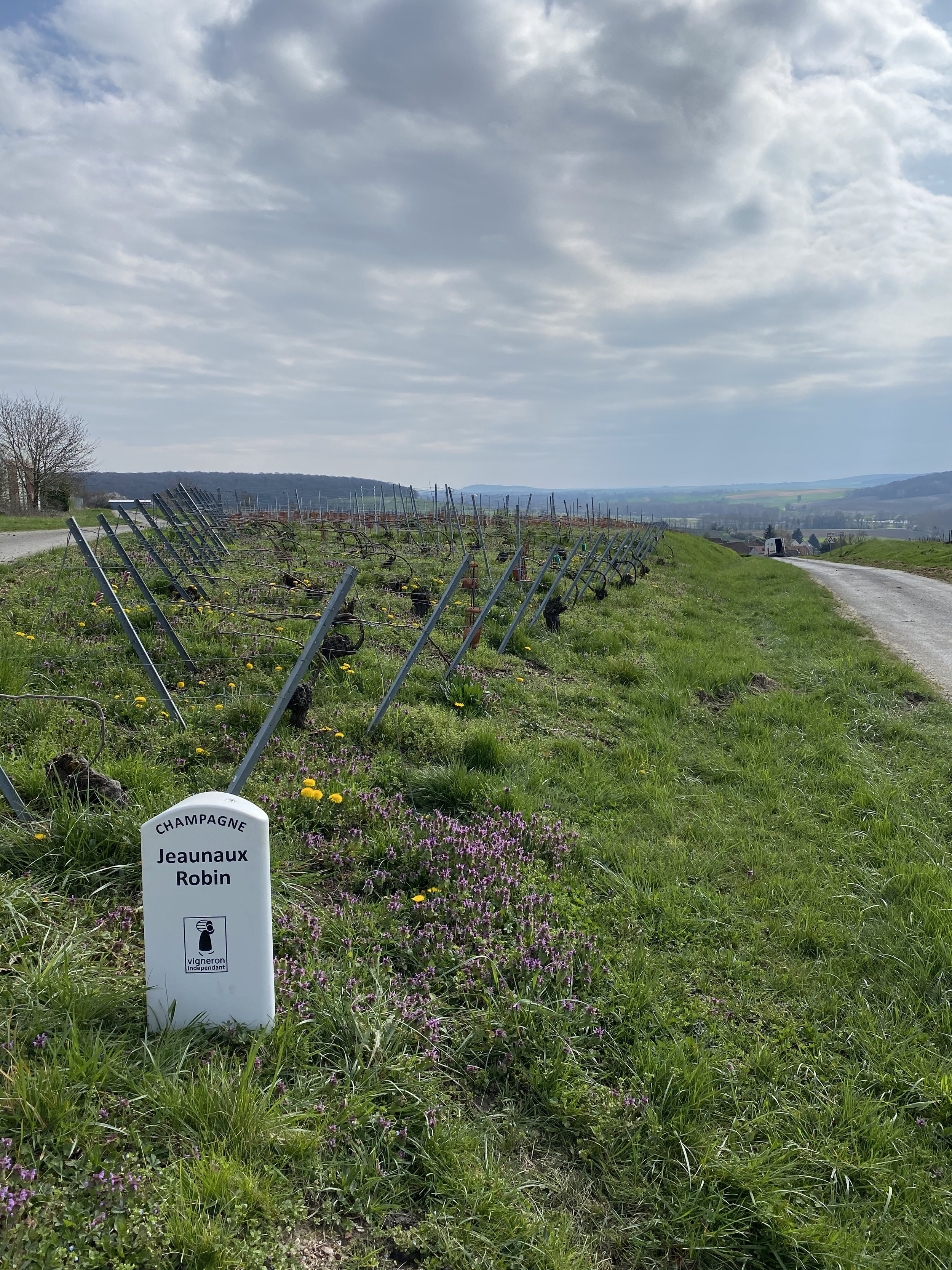 Vignes 2.jpeg