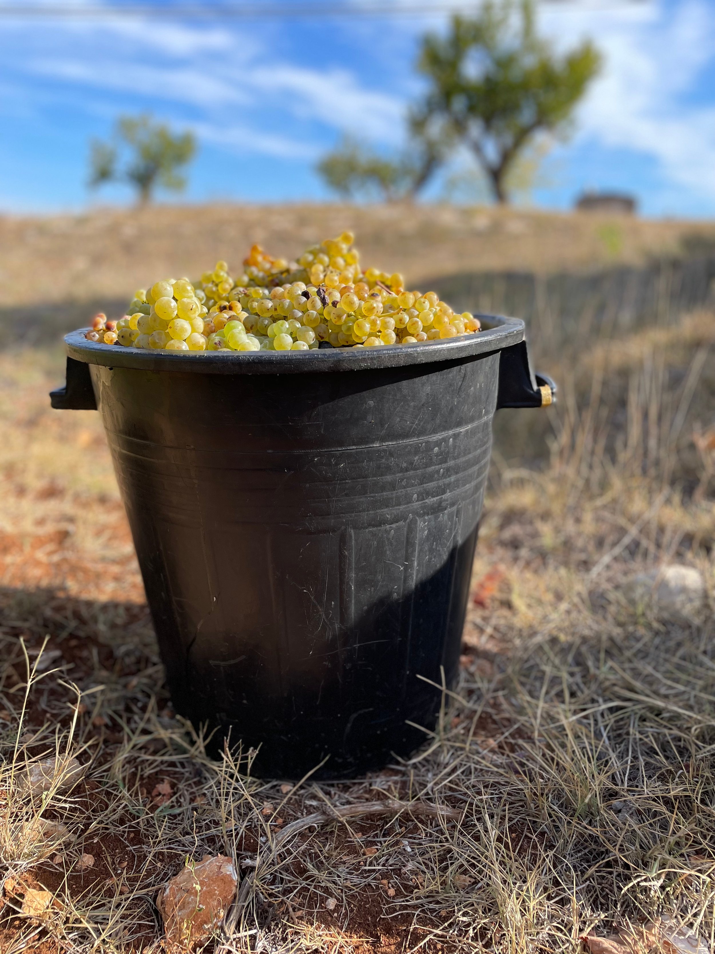 Uva_Raccolta a mano.png