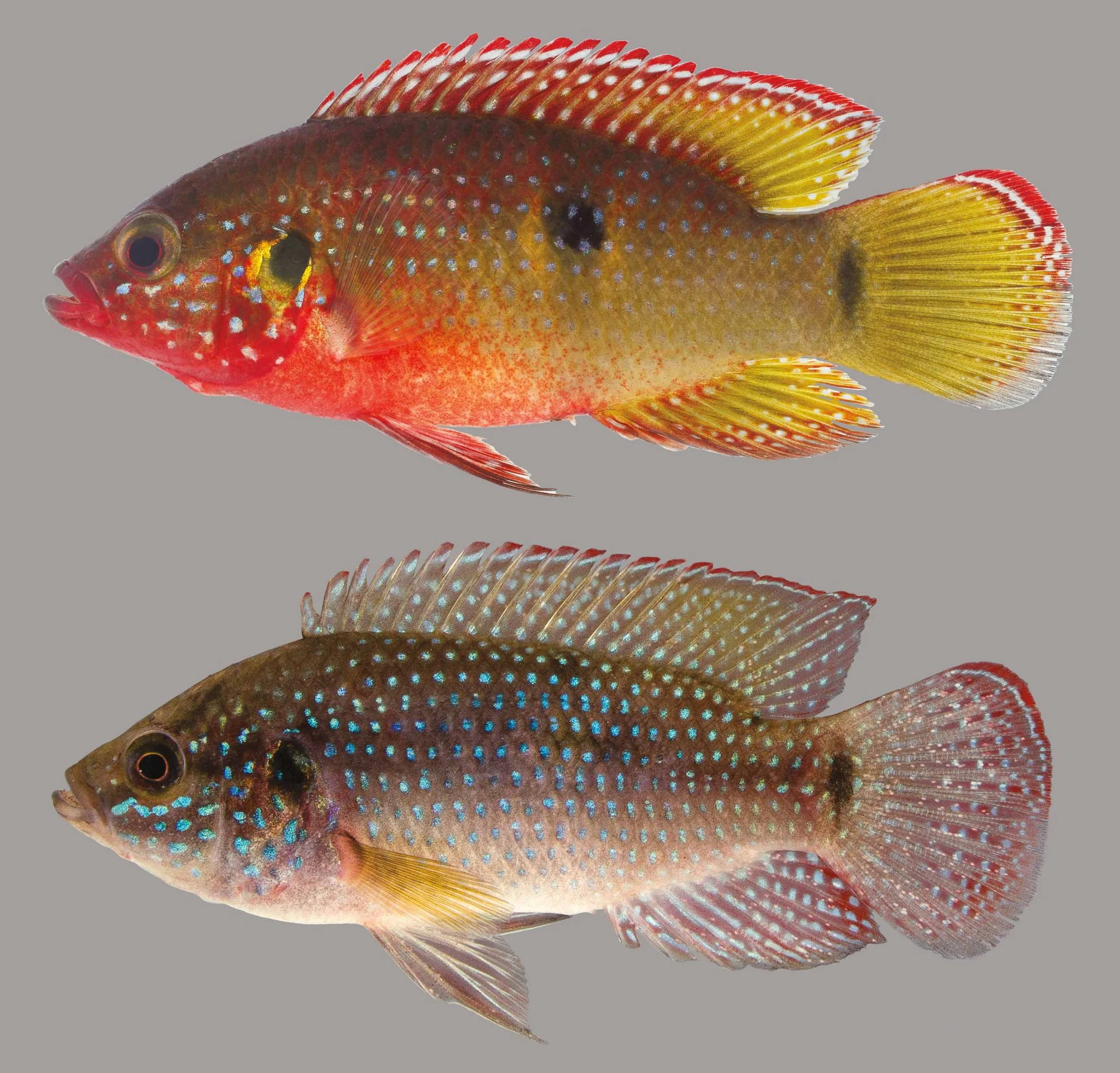 Jewel Cichlid