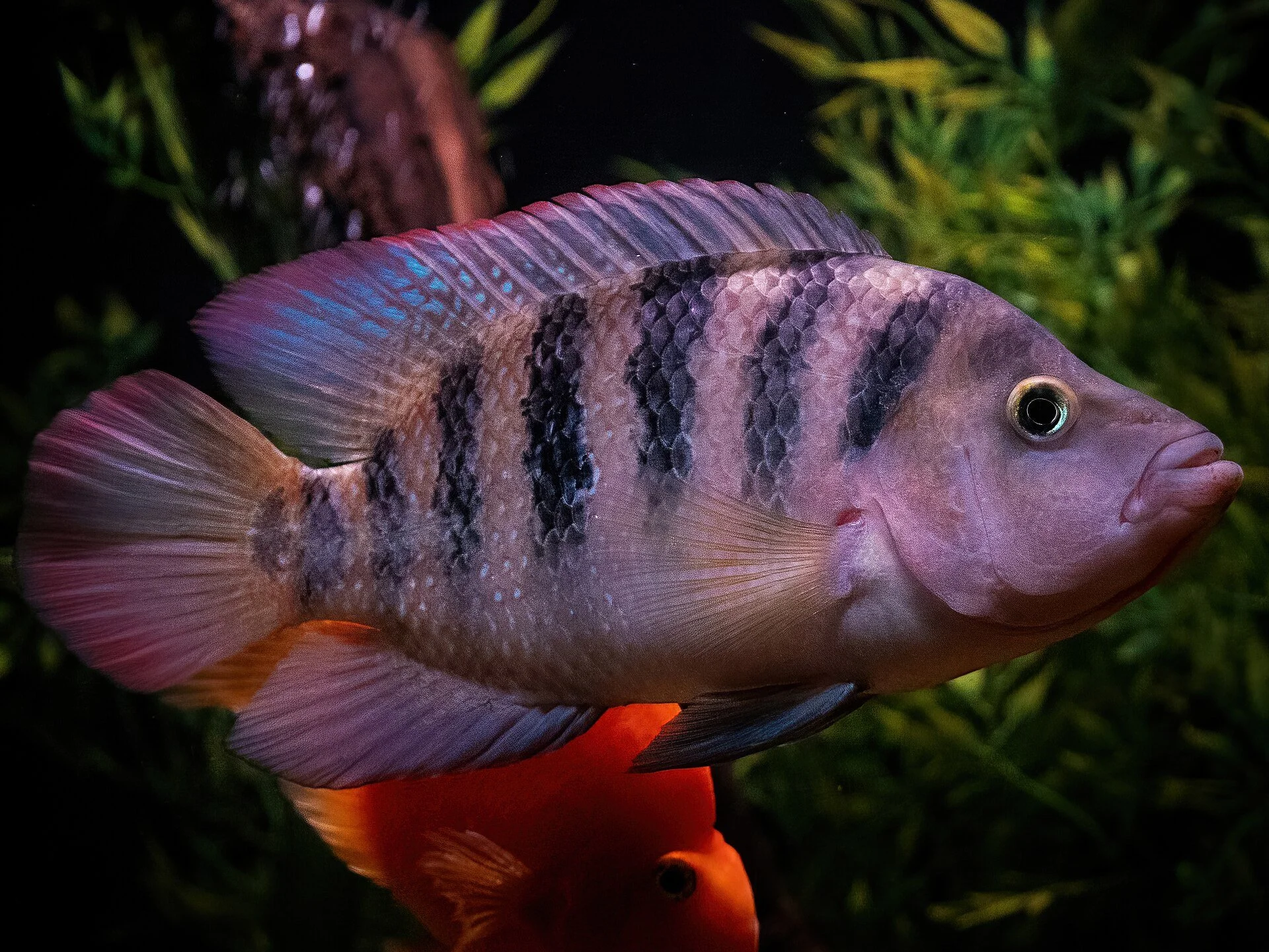 Mayan Cichlid