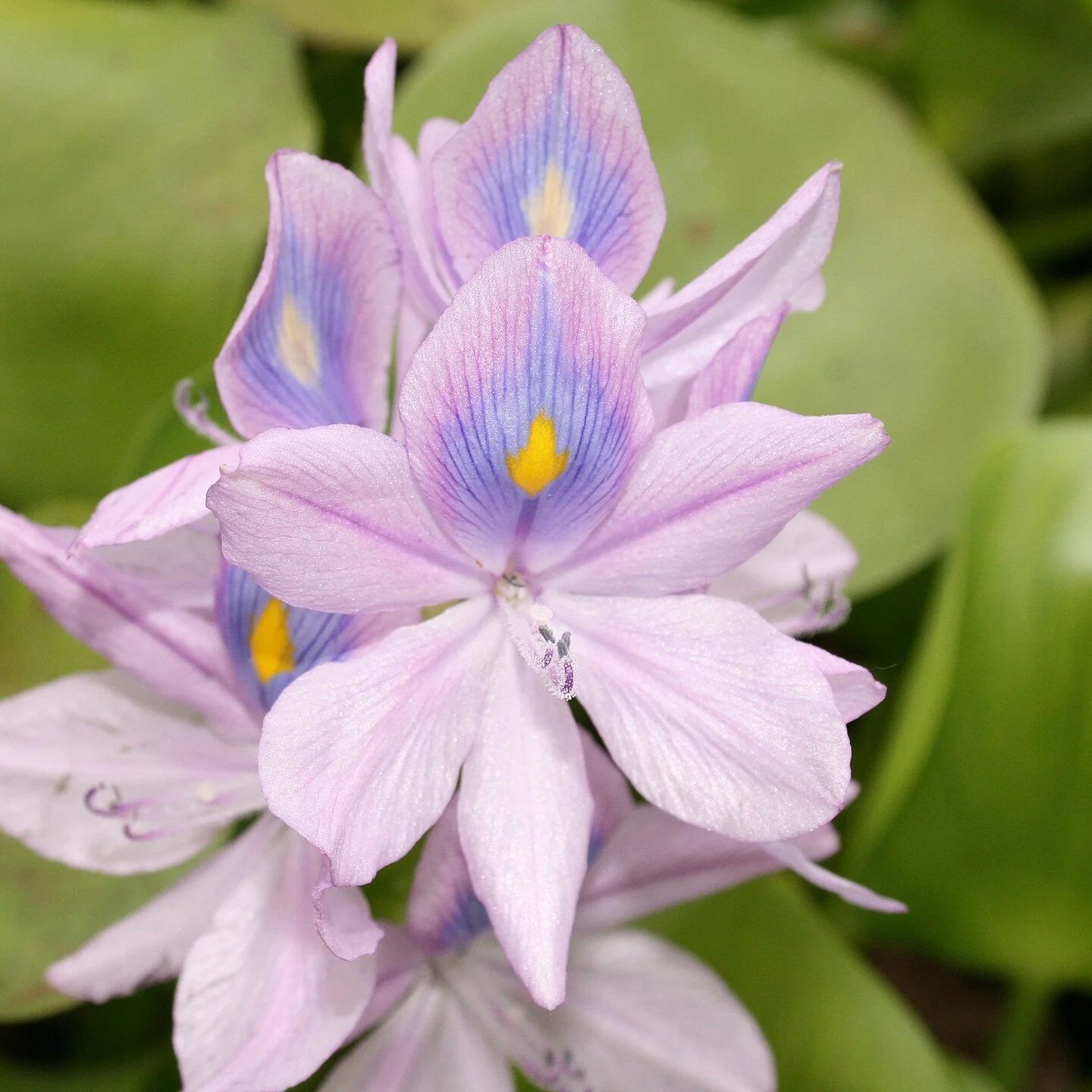 What aquatic plants are prohibited in Florida?