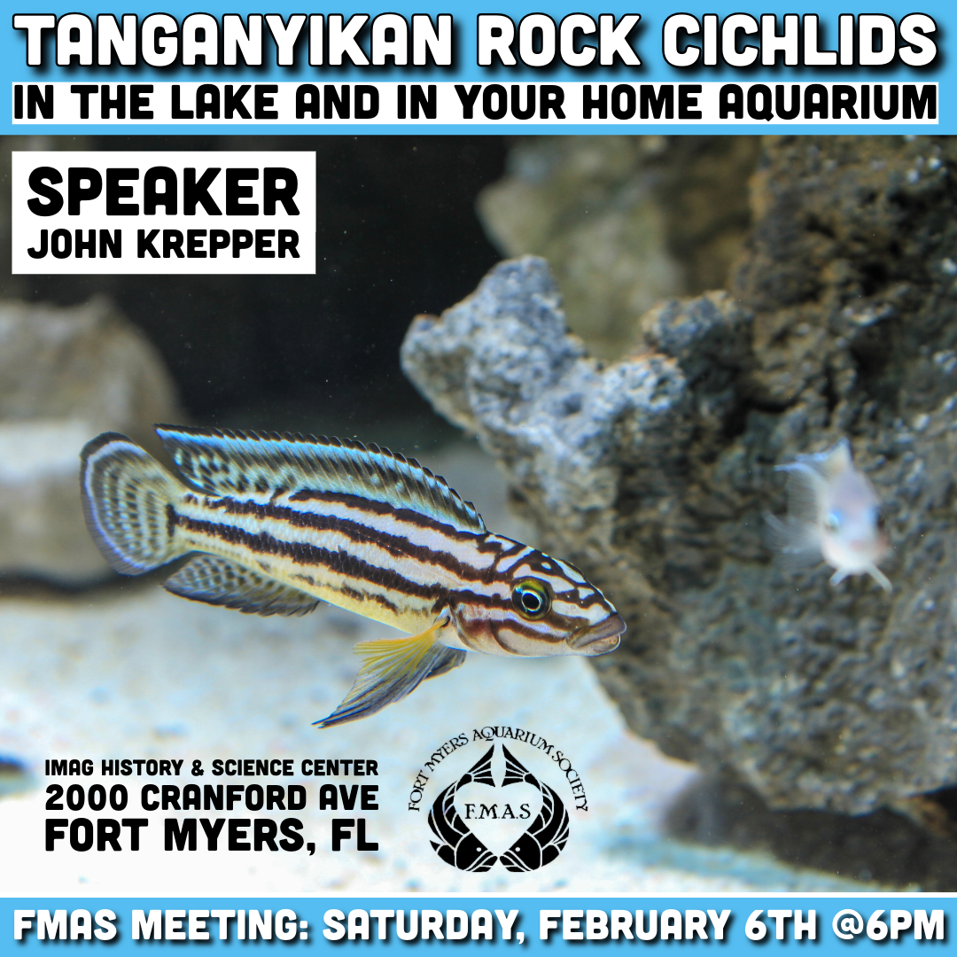 Tanganyika Rock Cichlids | Fish and Plant Auction