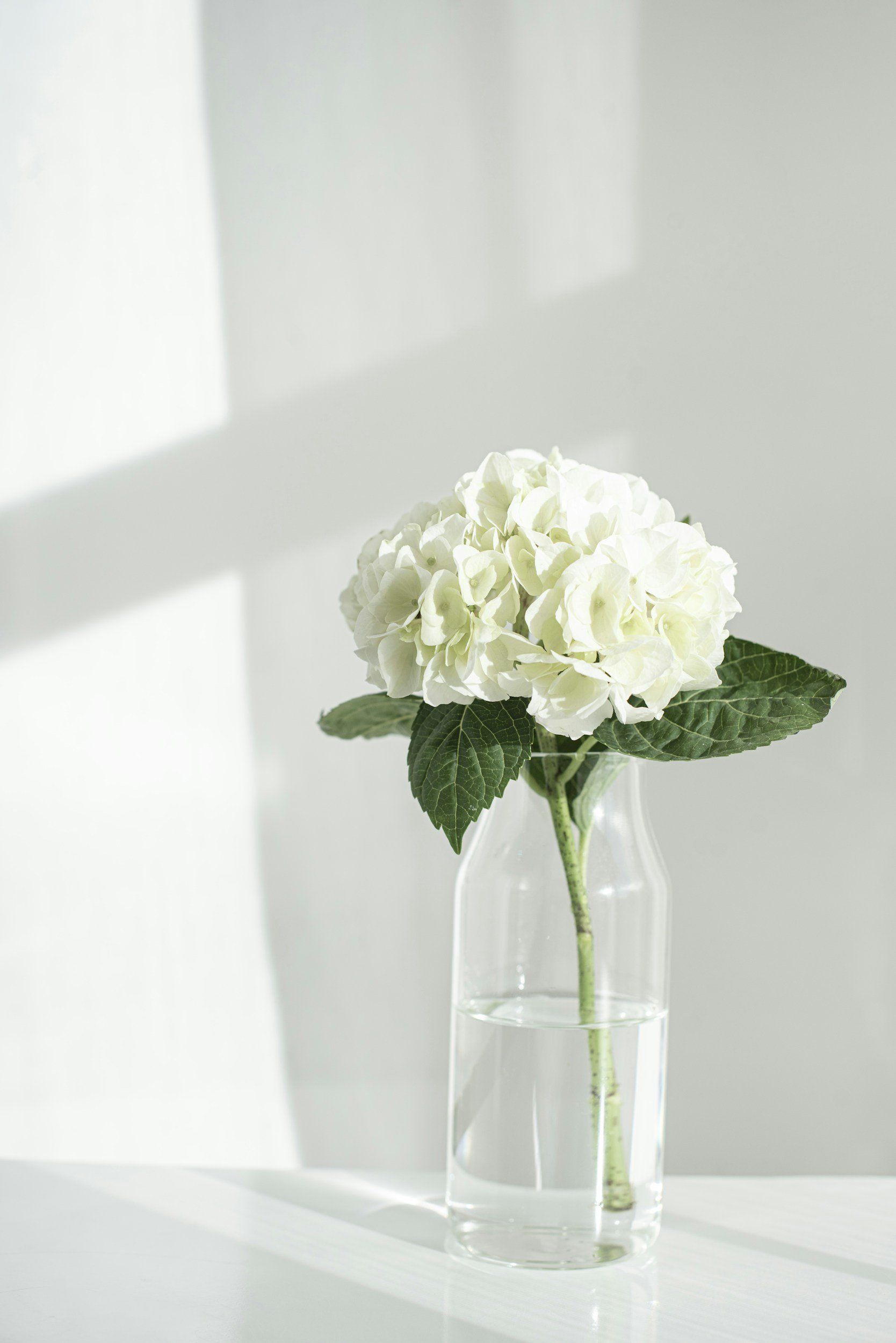 vase with white flowers