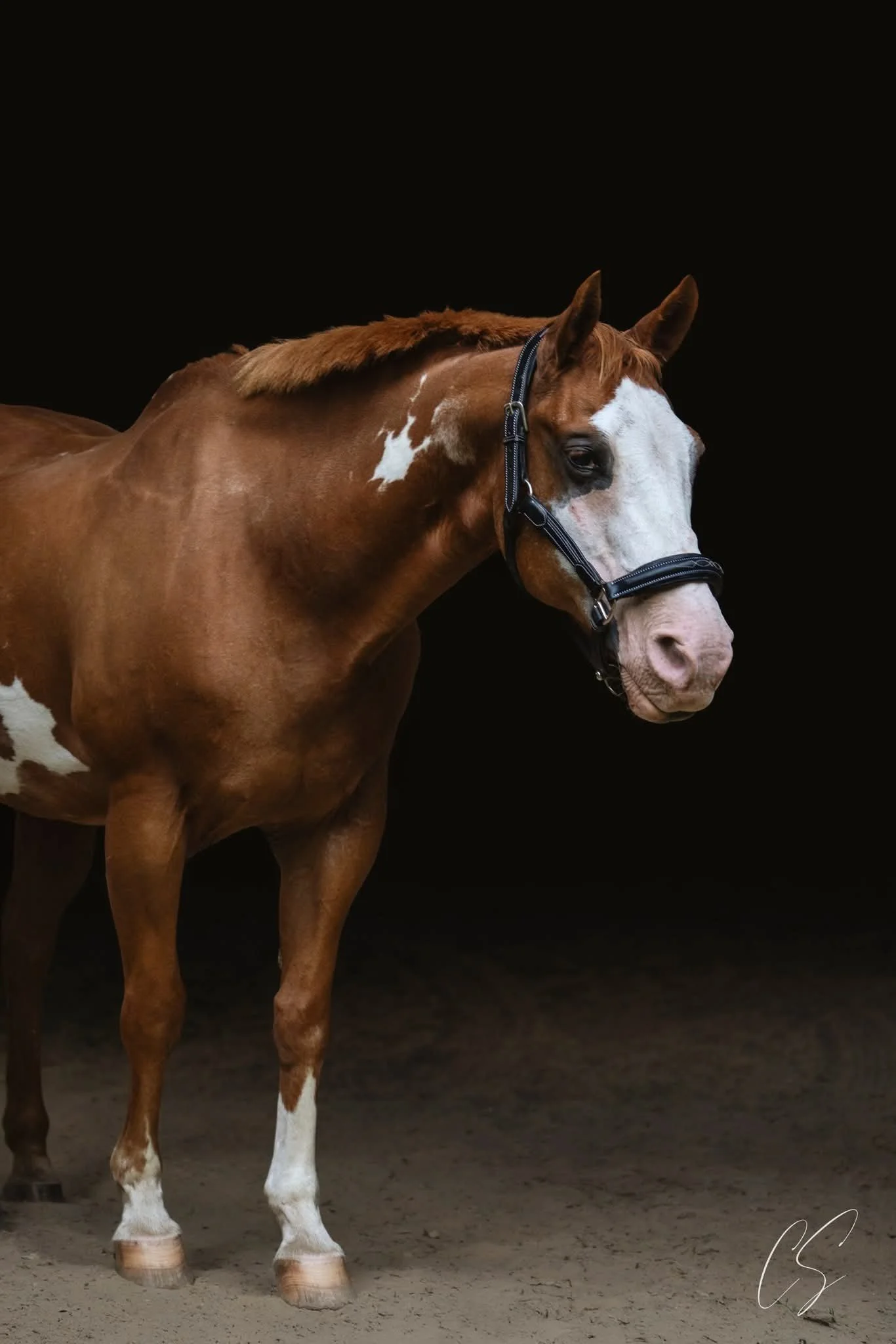 A brown and white pinto horse standing on a dirt floor with a black background.