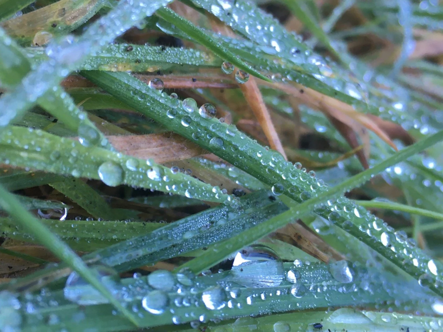 KK-dropletsgrasses.jpeg