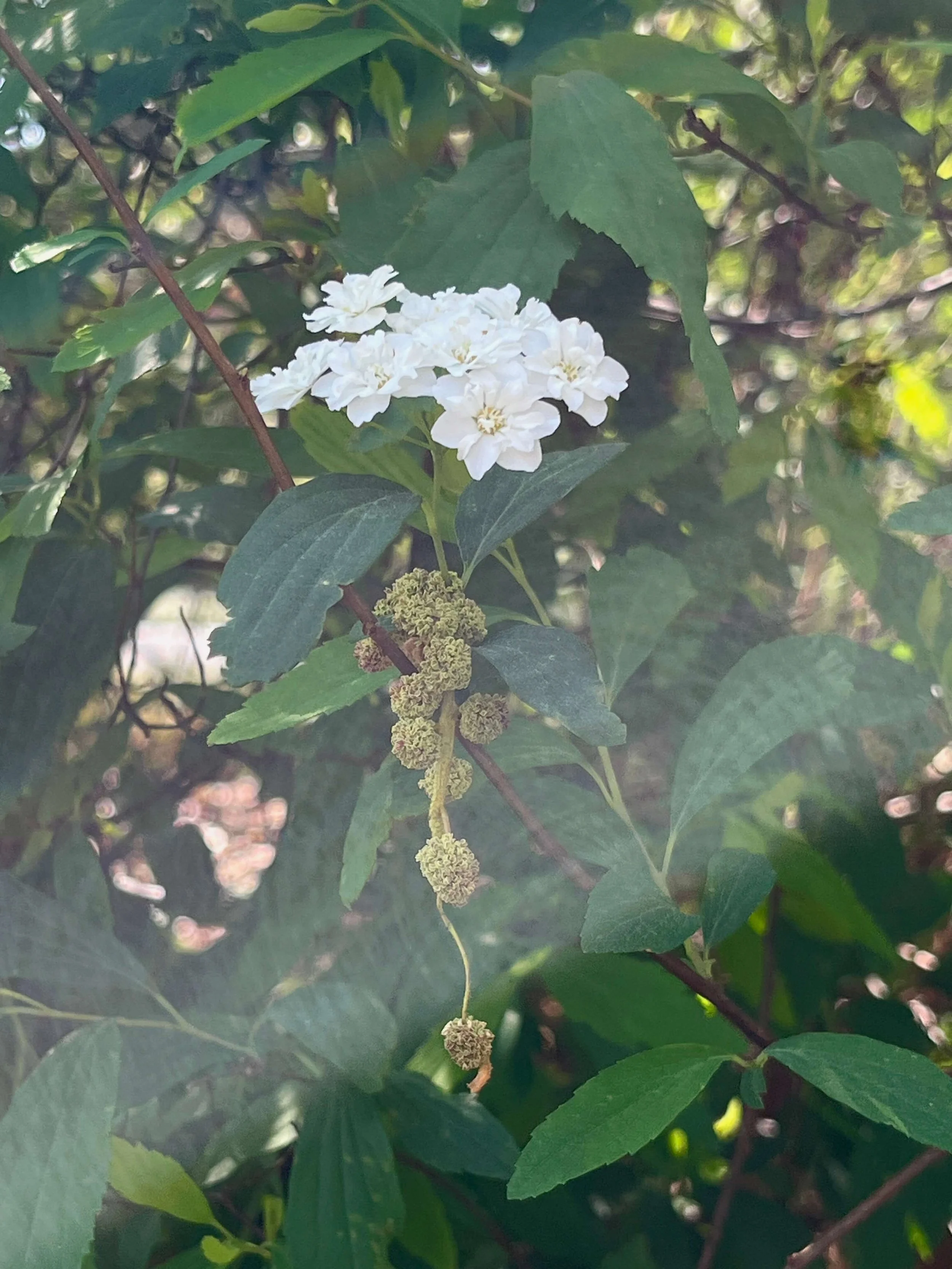 IMG_7296.jpeg