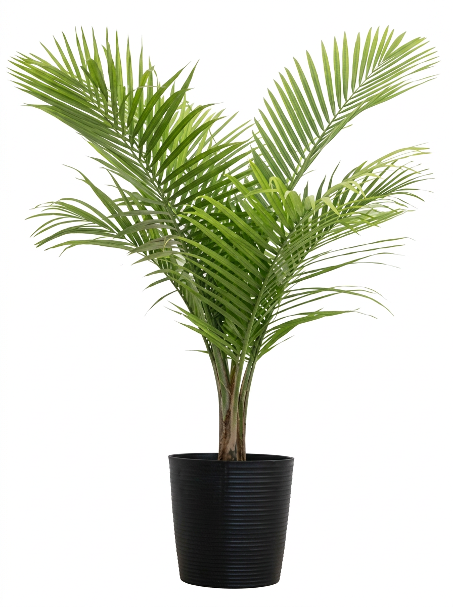 A potted palm plant with green fronds in a black container.