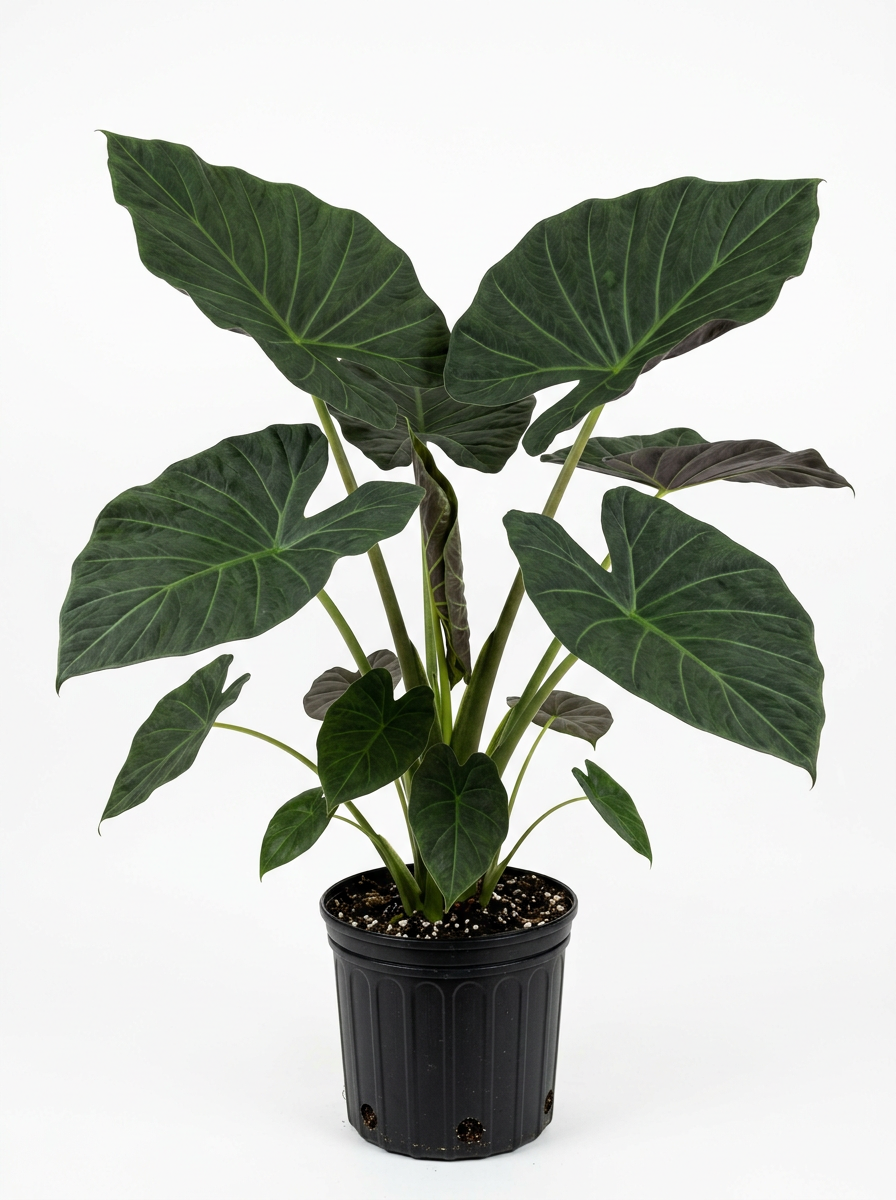 A potted plant with large, dark green, heart-shaped leaves against a plain white background.