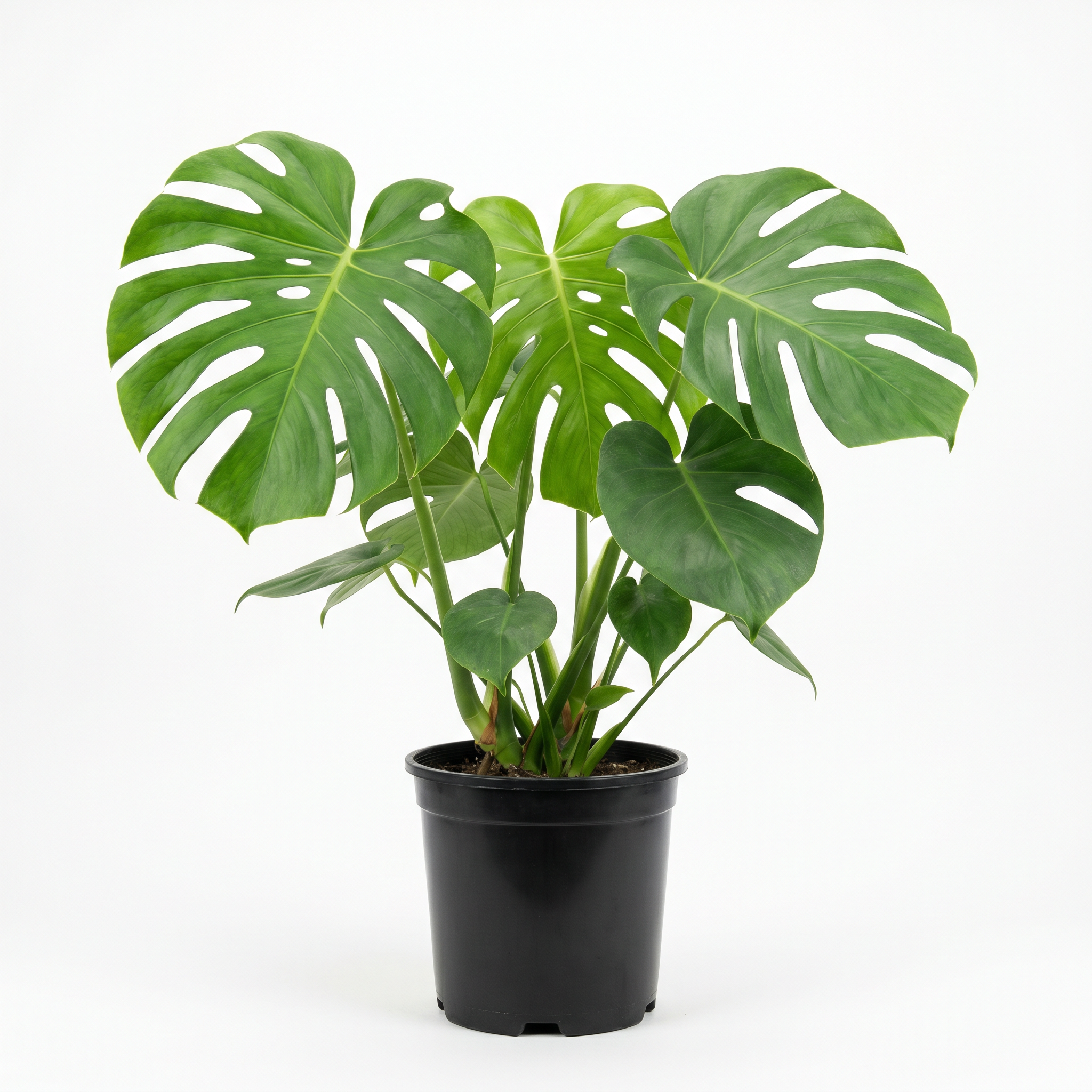 A potted monstera deliciosa plant with large green leaves in a black plastic pot against a white background.