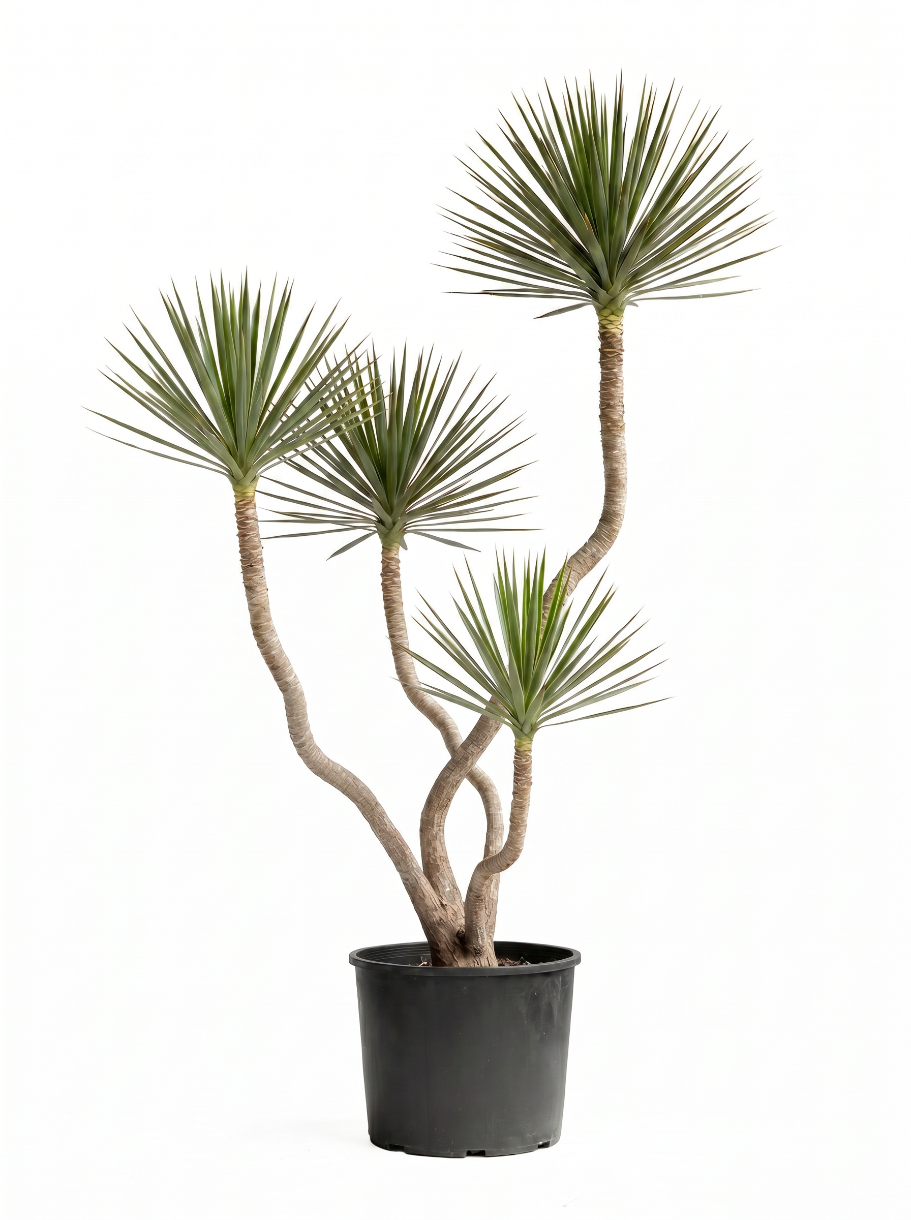 A potted desert plant with multiple slender, twisting trunks and spiky, fan-shaped green leaves.