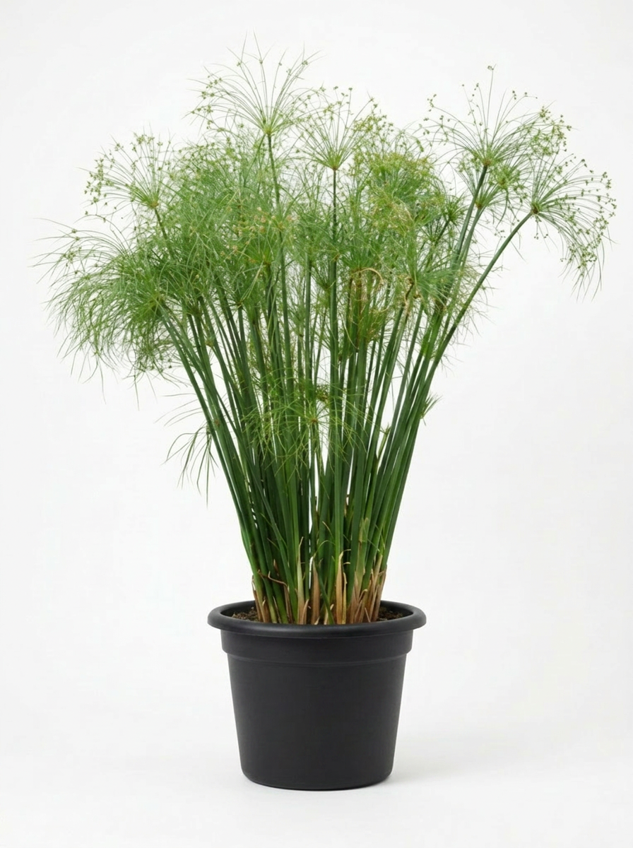 A potted papaya plant with tall green stems and umbrella-like clusters of small green flowers or fruit.