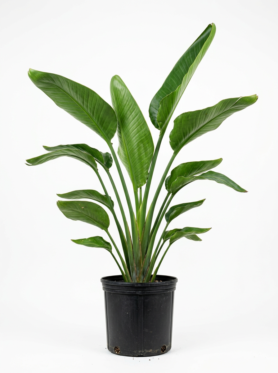 A potted green banana plant with large leaves on a white background.