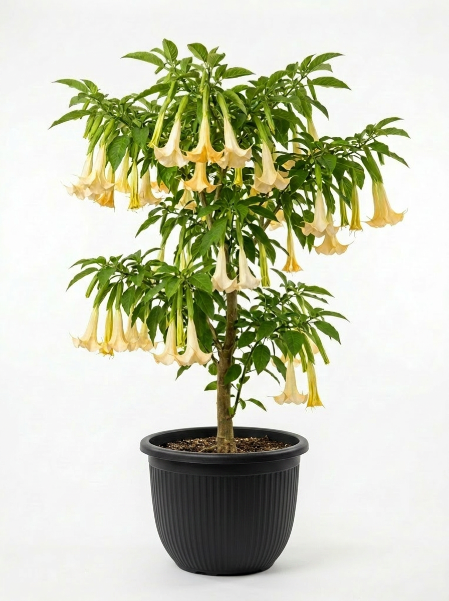 A potted plant with large trumpet-shaped yellow flowers hanging from its branches.