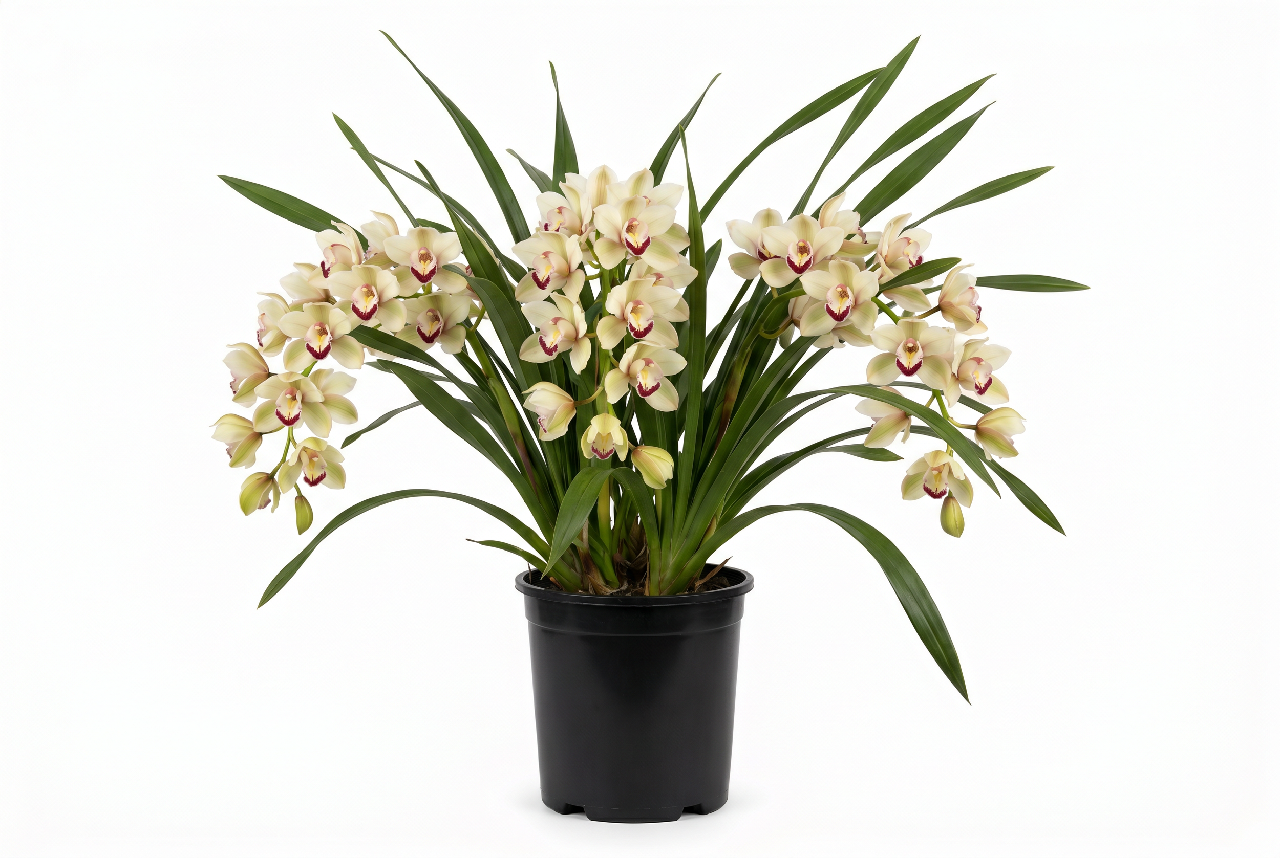 Potted orchid plant with cream-colored flowers and dark purple and yellow centers, set against a plain white background.