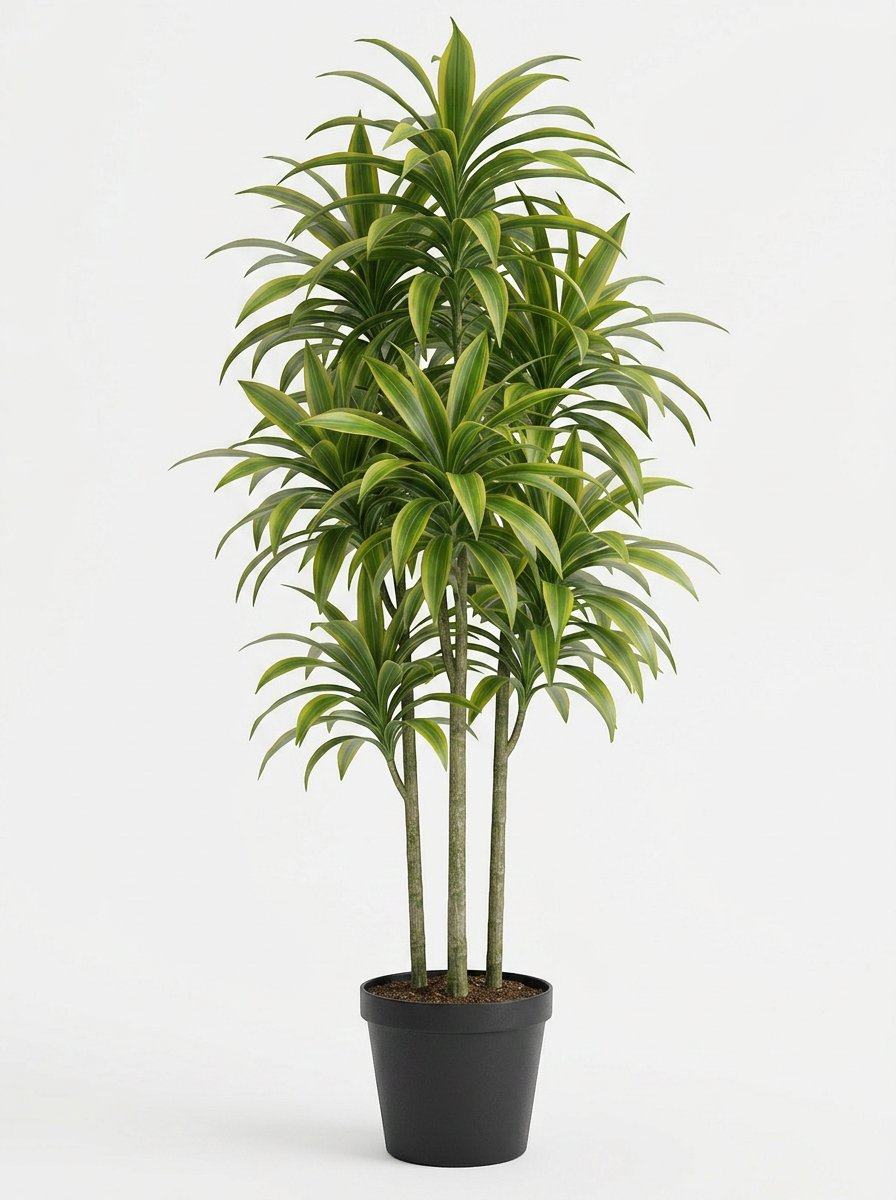 A potted indoor plant with long green leaves and multiple stems, placed against a plain white background.