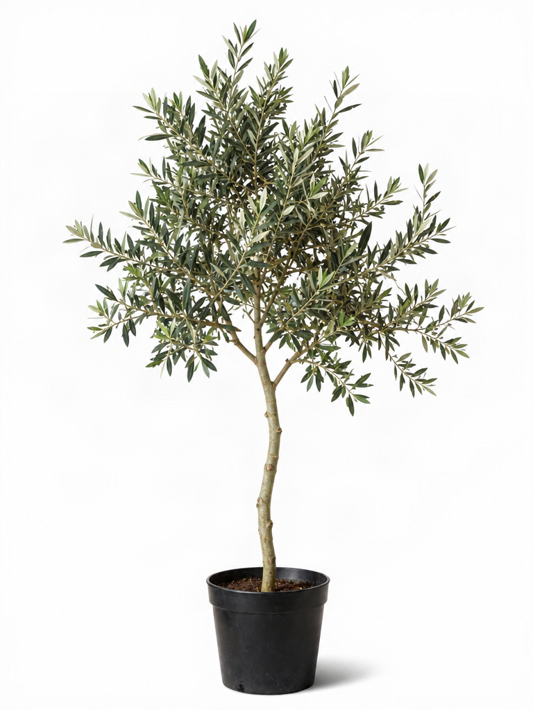 A potted olive tree with green elongated leaves against a white background.