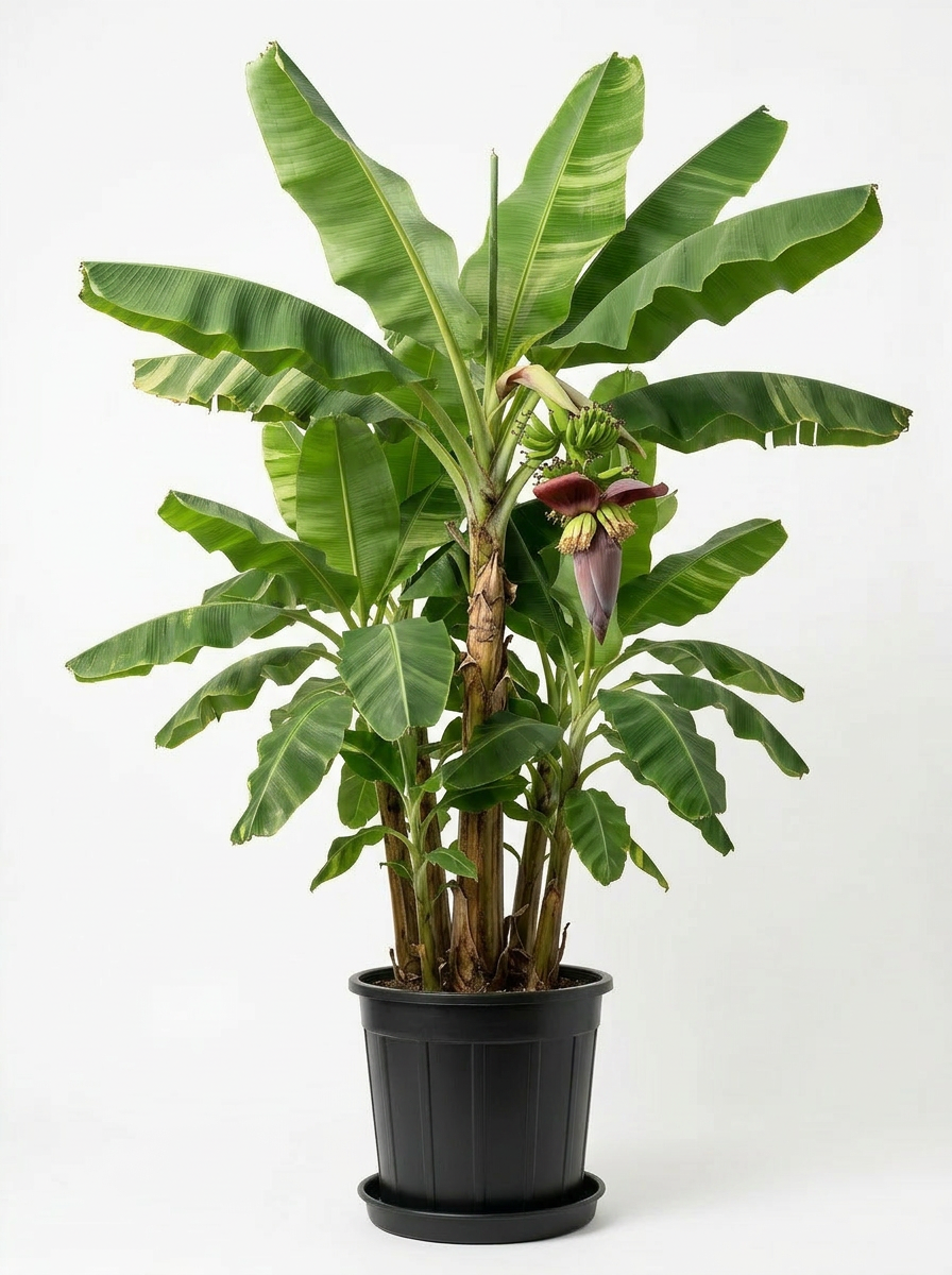 Potted banana plant with large green leaves and a banana flower