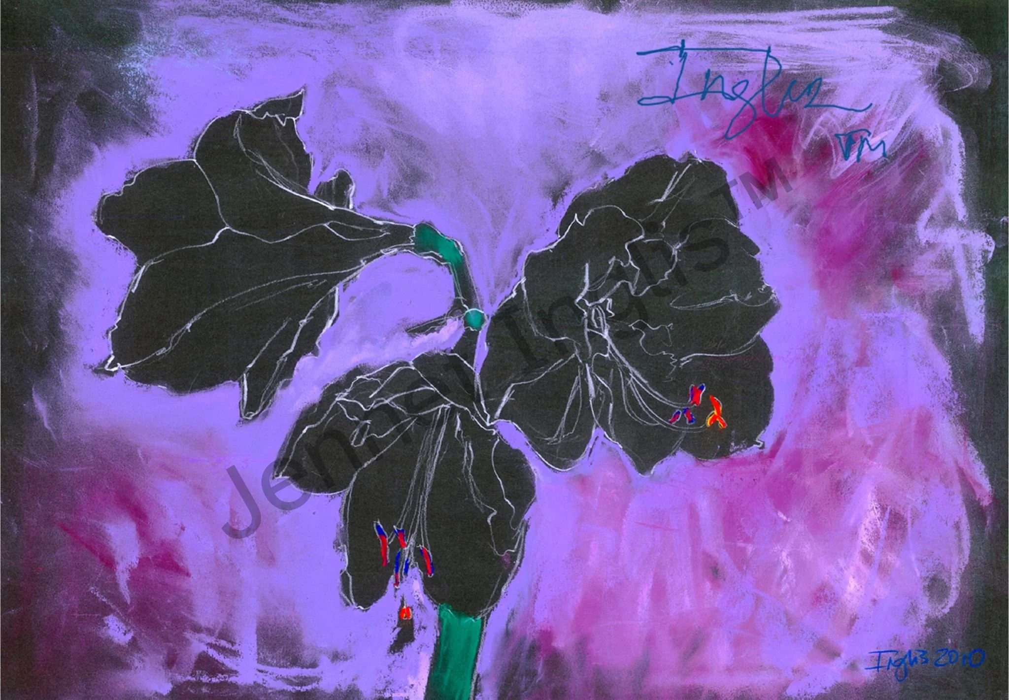 Midnight Nimbus Amaryllis
Gouache, Pencil & Pigment on Ragboard
