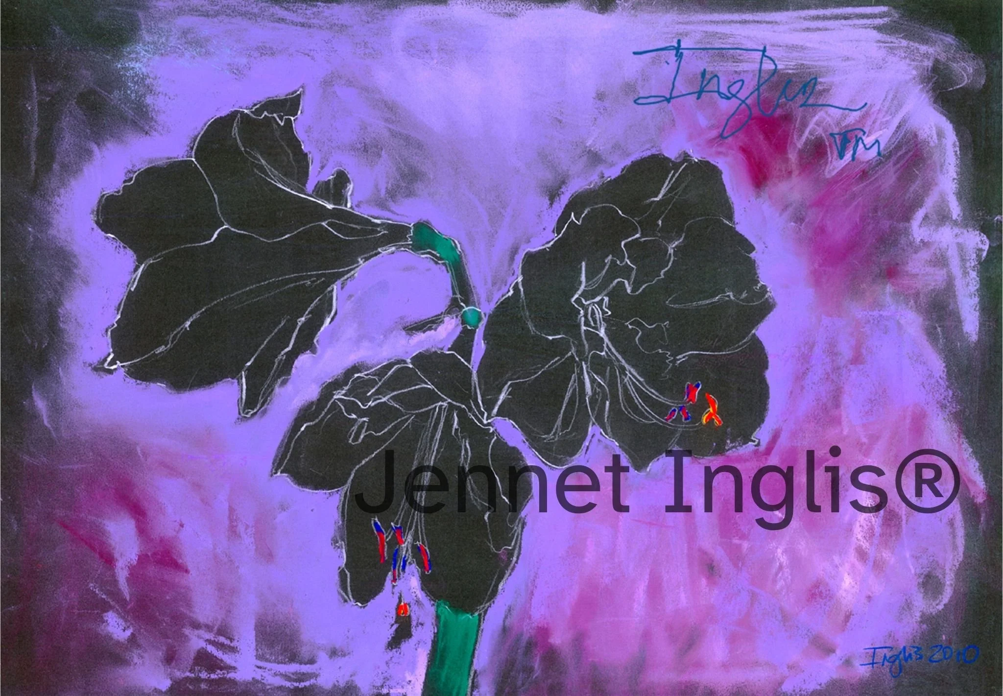 Midnight Nimbus Amaryllis
Gouache, Pencil & Pigment on Ragboard