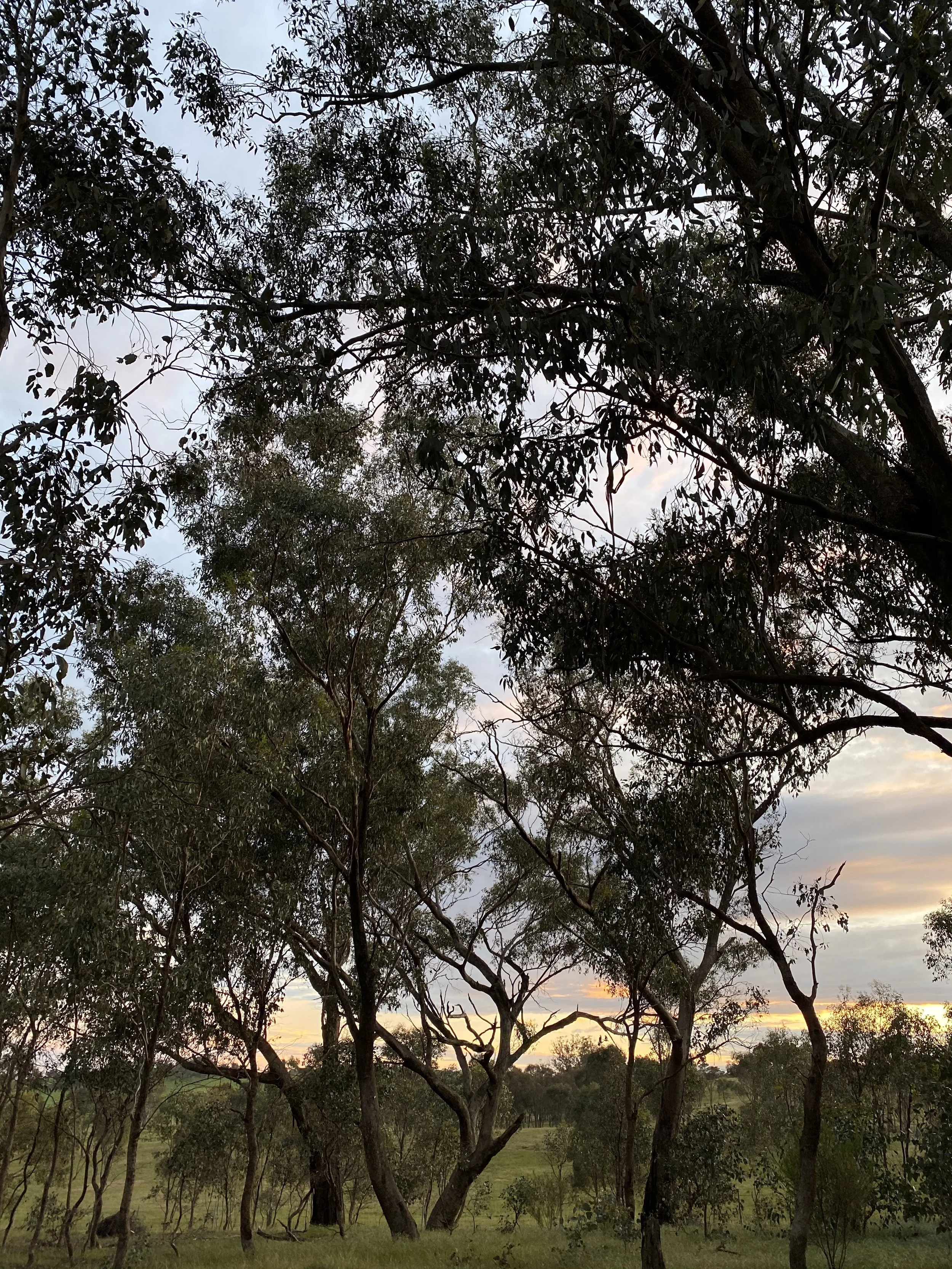 cosytenets_daylesford01.jpg