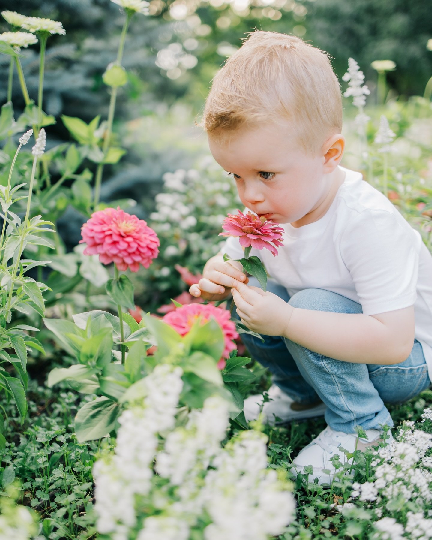 Is there anything sweeter than a little toddler frolicking through a garden sniffing flowers!! 🌼🪻

Des Moines Family Photographer | motherhood photographer | DSM Iowa
