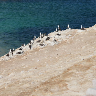 Chincha Norte Island, Peru