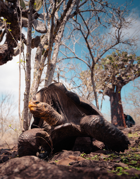 158 Endangered Tortoises Released onto Floreana Island, Galápagos for First Time in over 180 Years