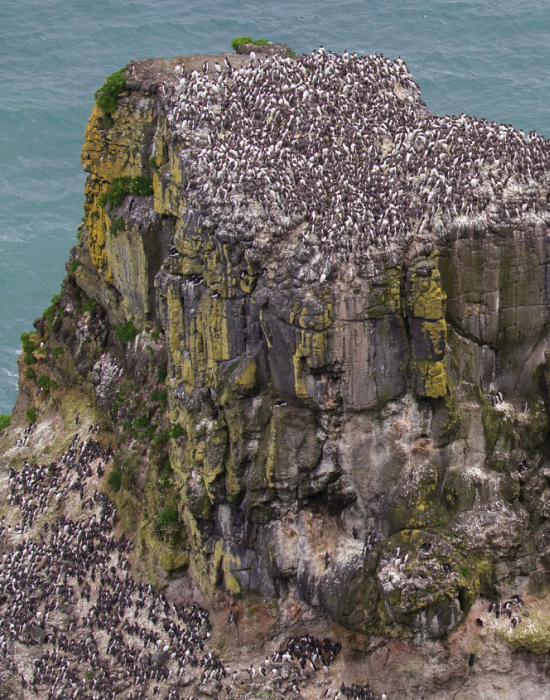How an island became ferret free - thanks, in part, to Woody the wonderdog