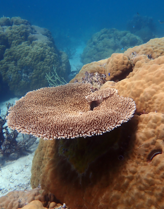 Ulong Island, Palau Study Shows First‑Ever Evidence of Seabird‑Driven Land-Sea Recovery&nbsp;