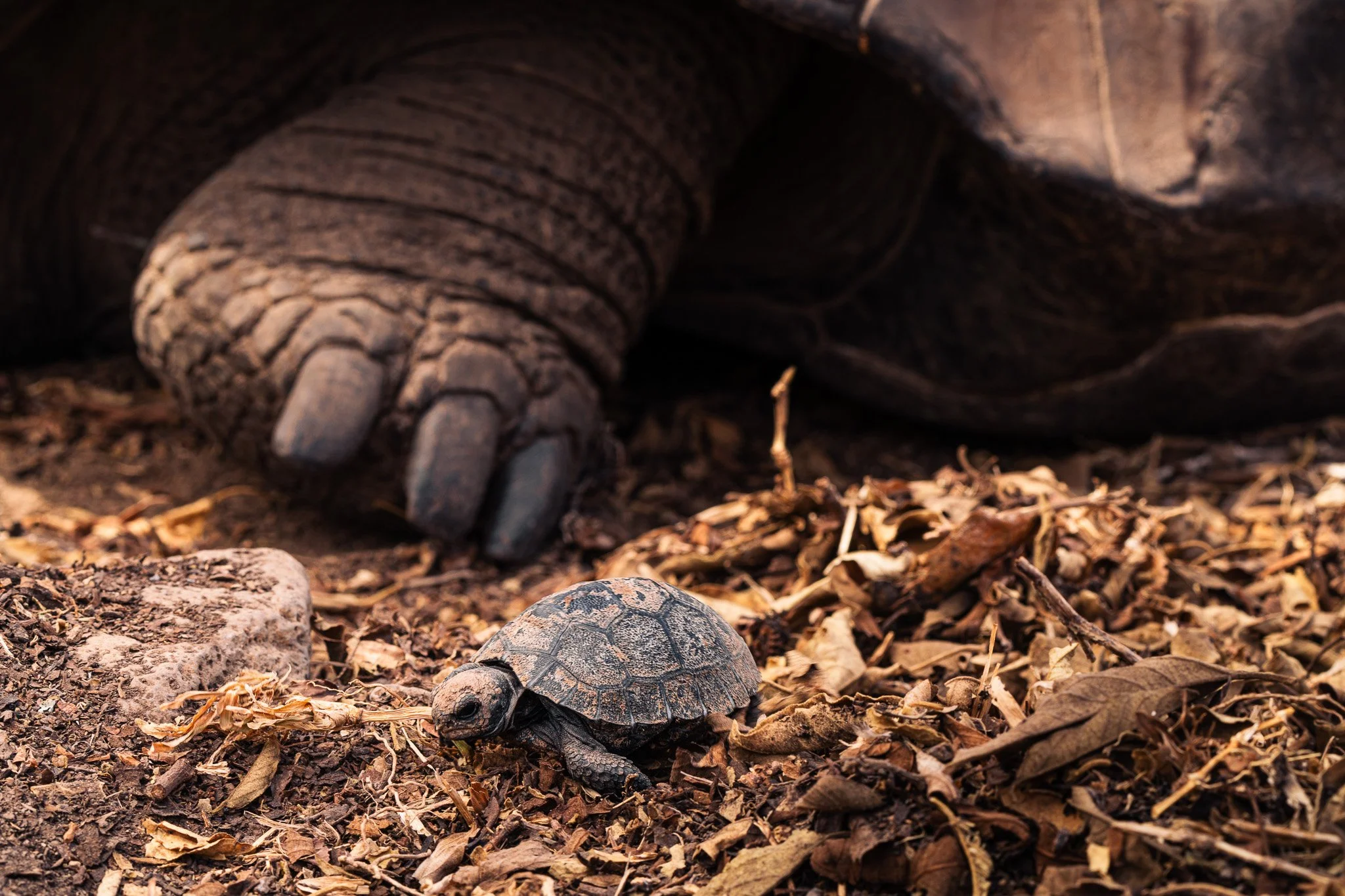 Floreana tortoise baby