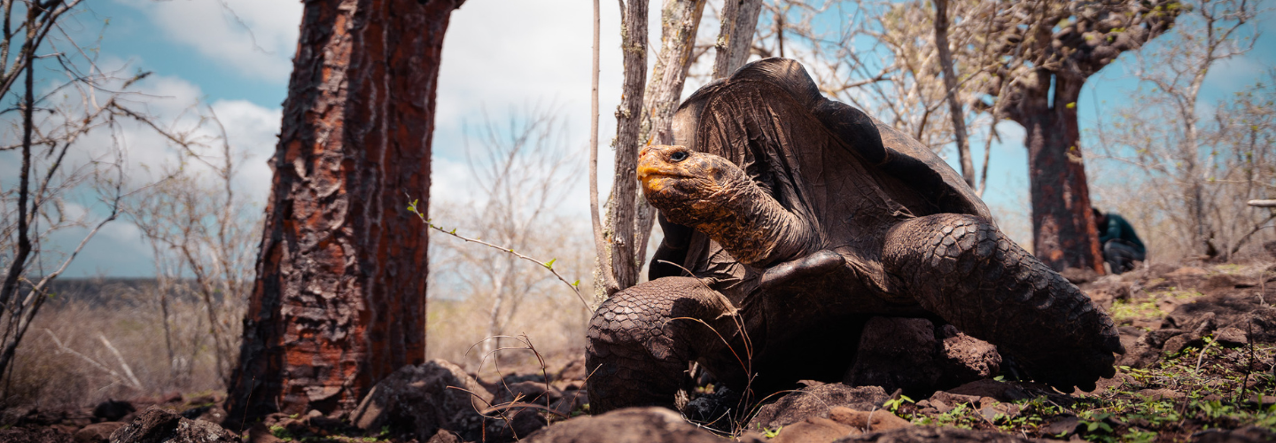Island Ocean Connection Challenge Floreana Tortoise Release
