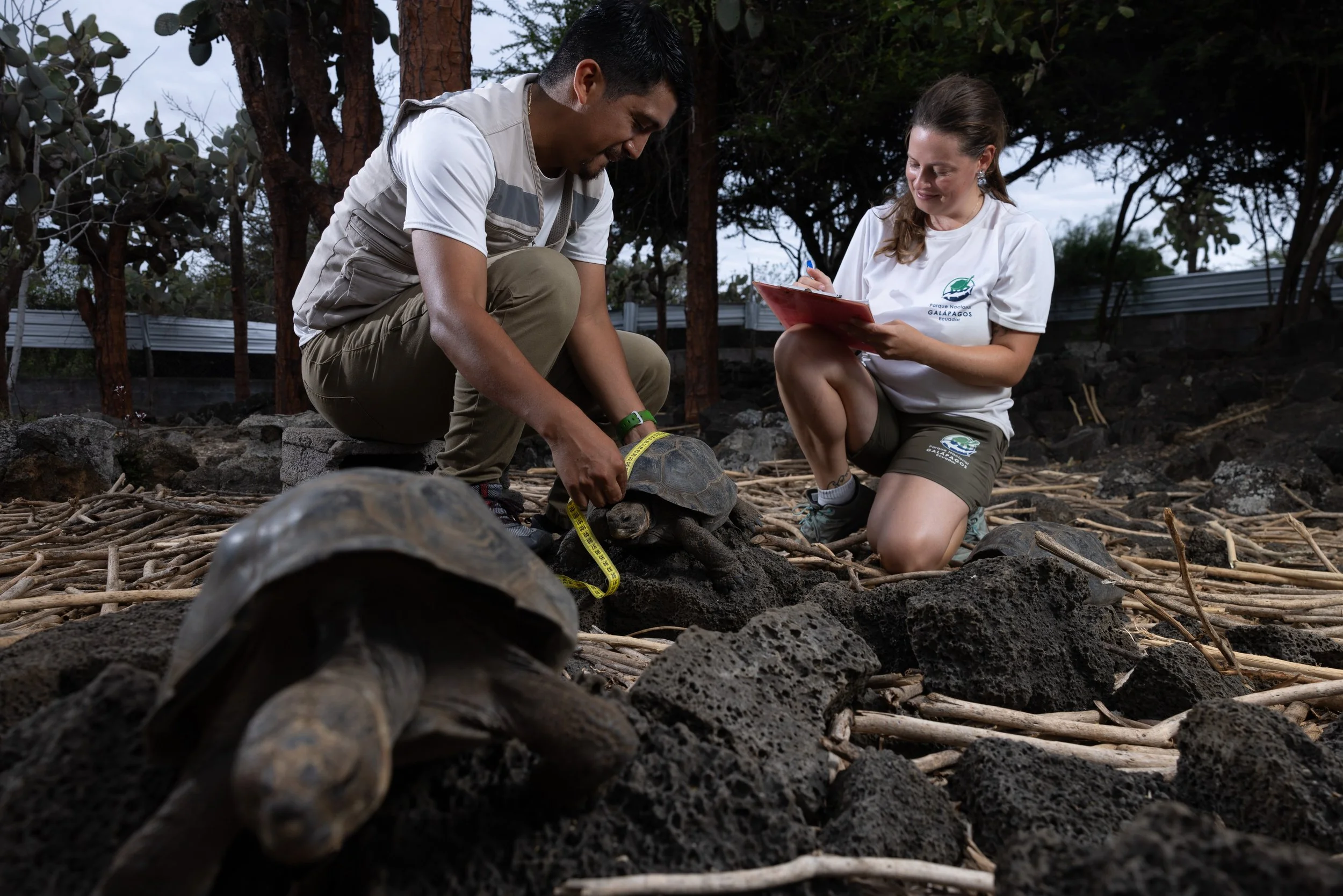 Floreana Giant Tortoises being measured before their release. Photo Credit: Jocotoco