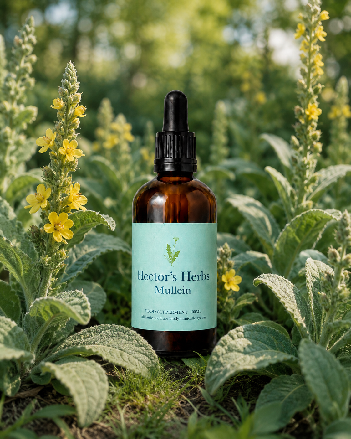 mullein in the wild.png