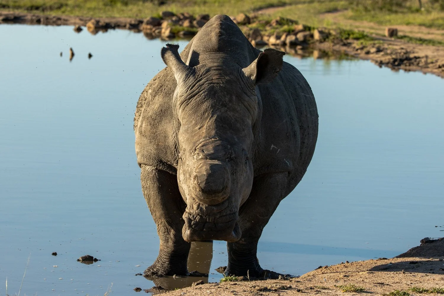 Rhinos
