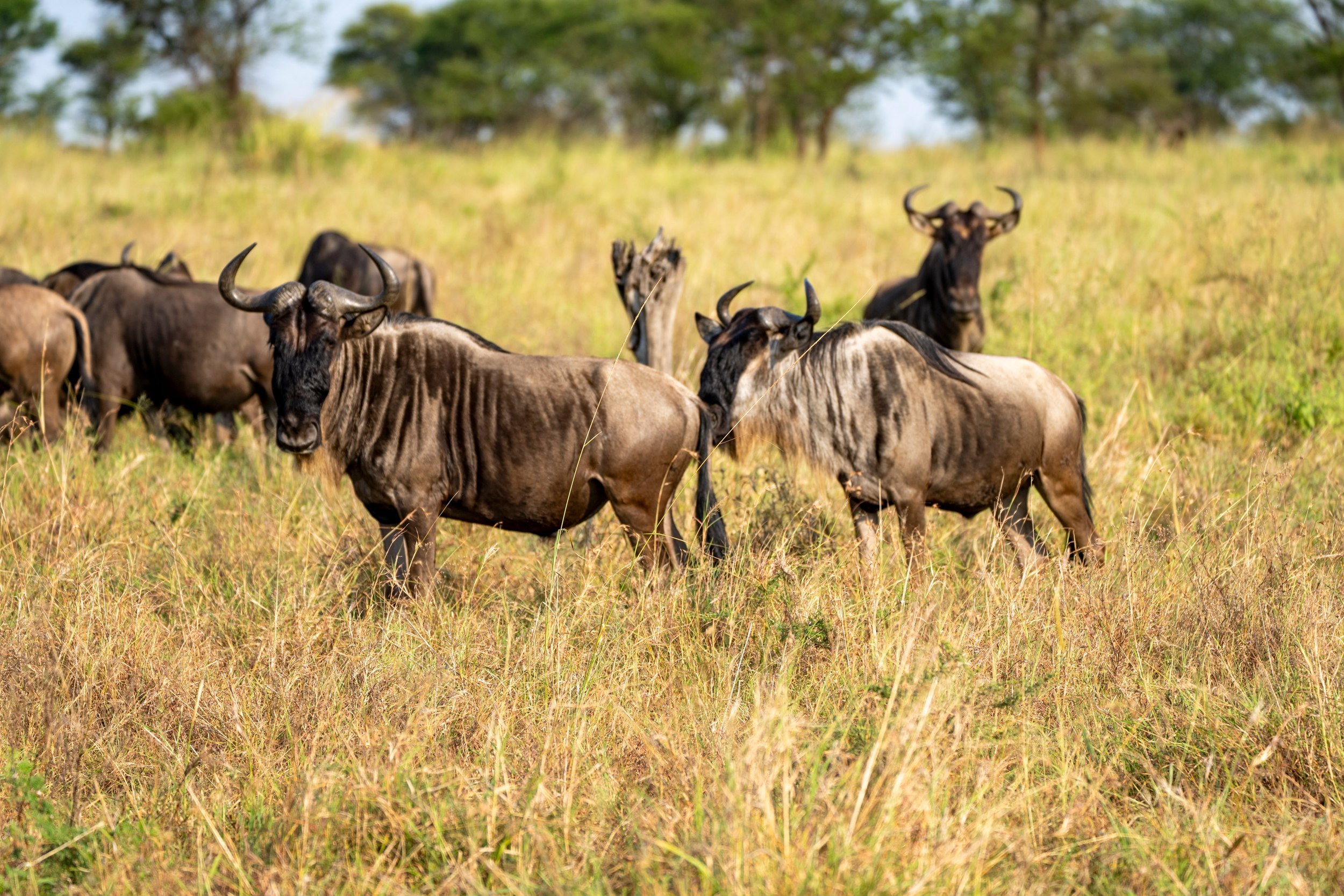 Wildebeest standing in golden grass, Serengeti