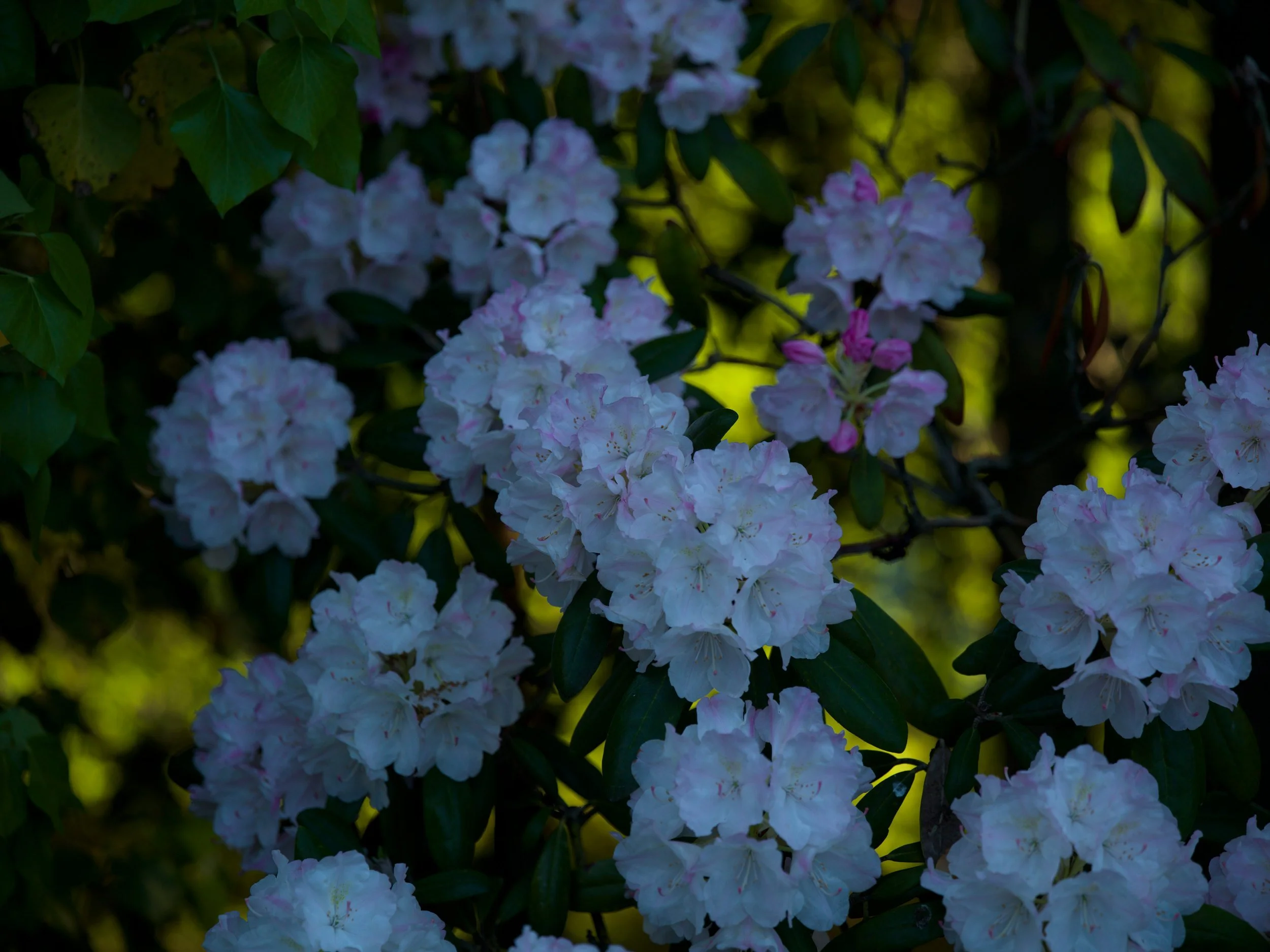 Pale lavender rhododendrons in shade