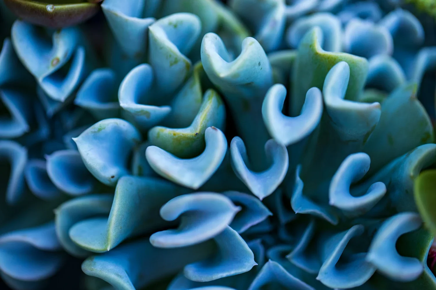Succulents