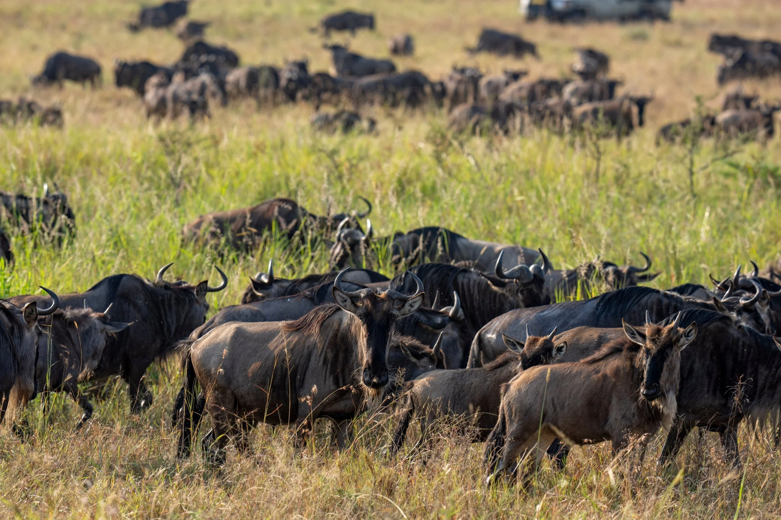 Huge herd grazing, Serengeti
