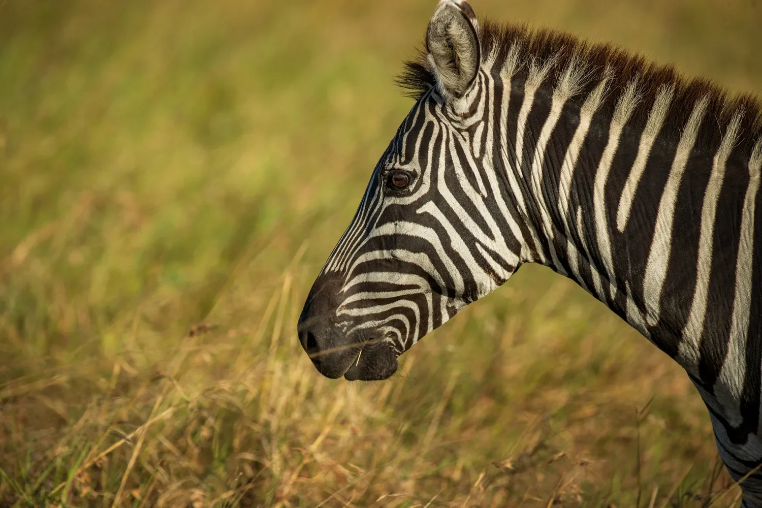 Zebras