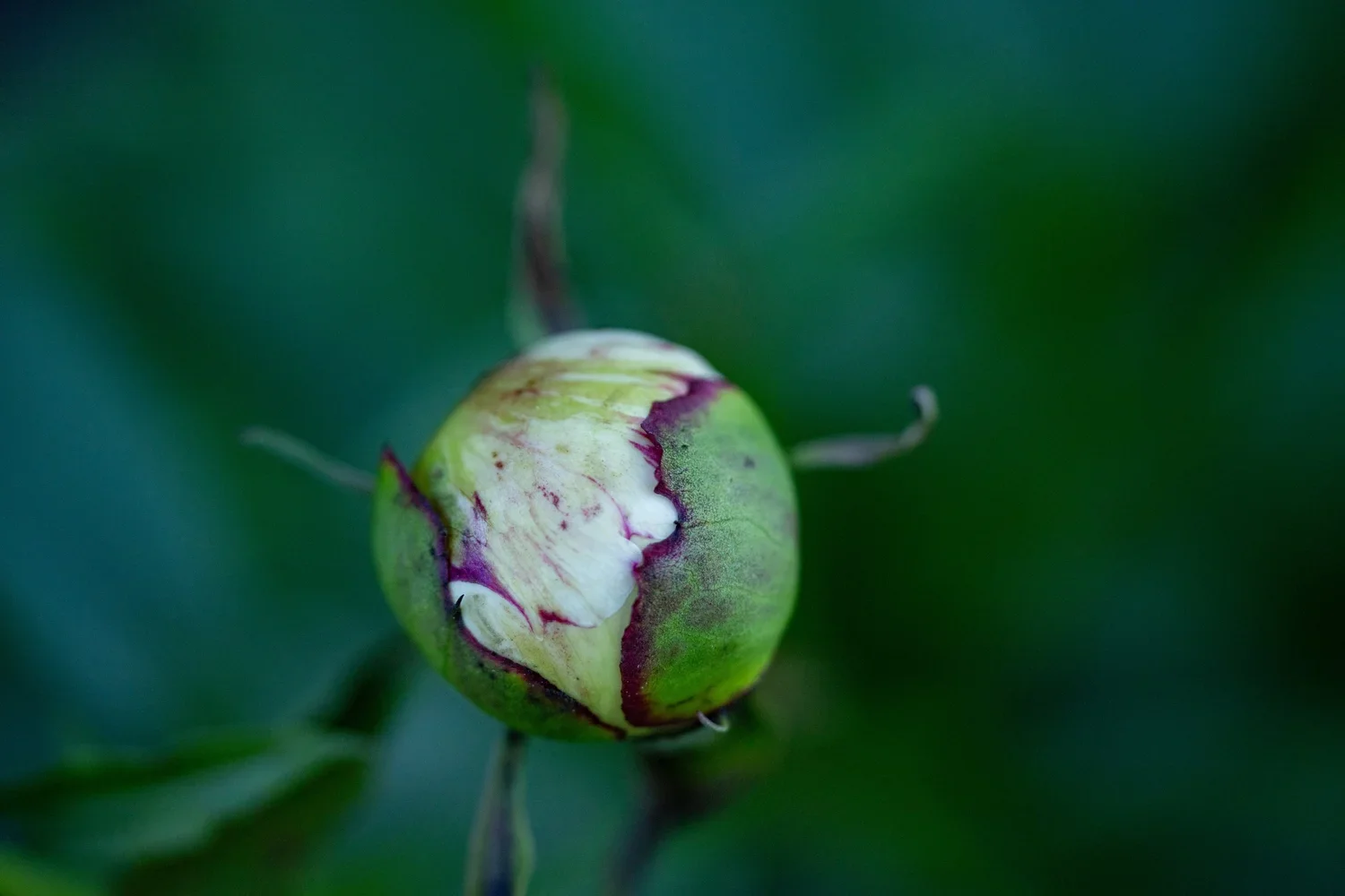 Spring: Buds & New Leaves