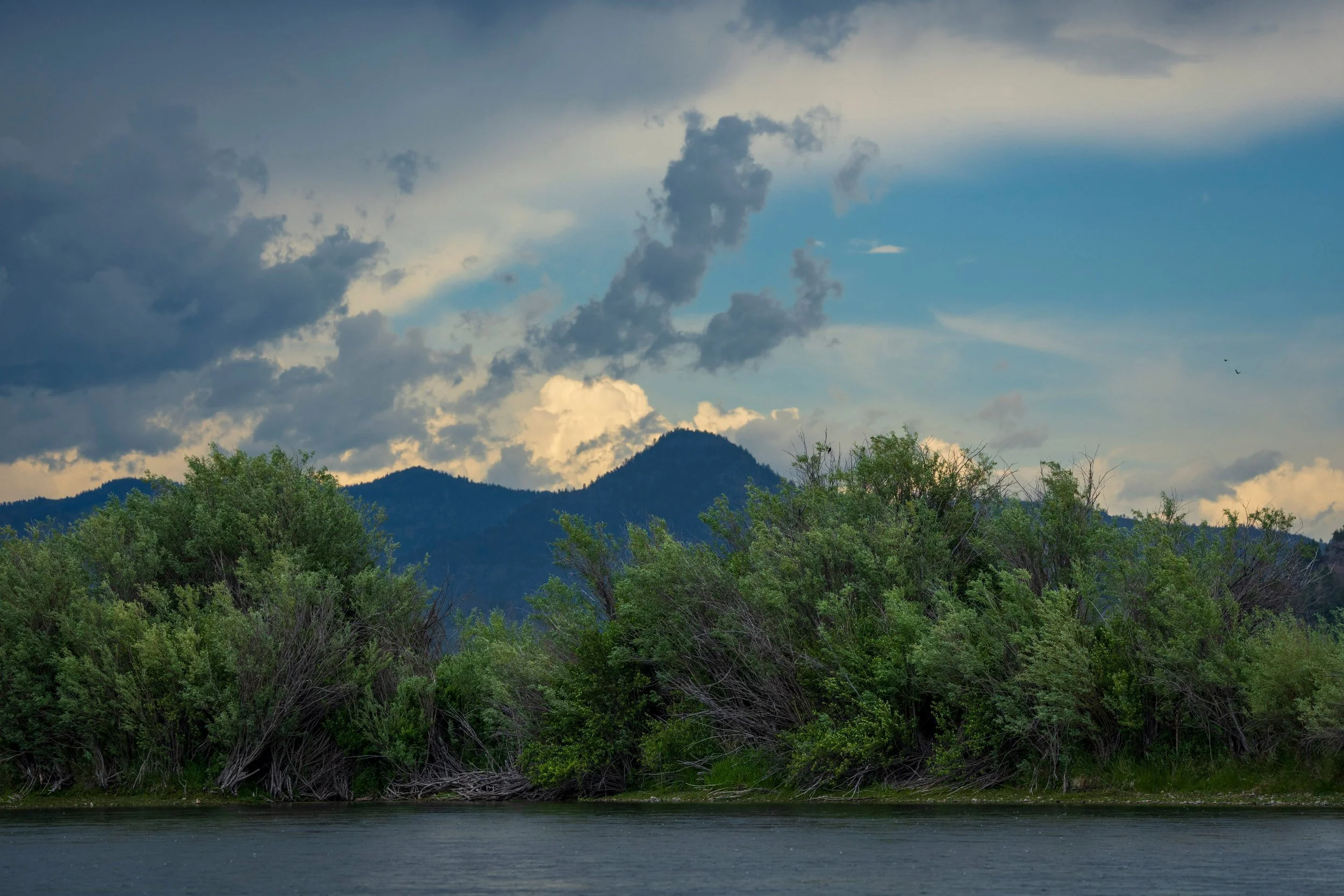 Evening clouds over the willows, Montana