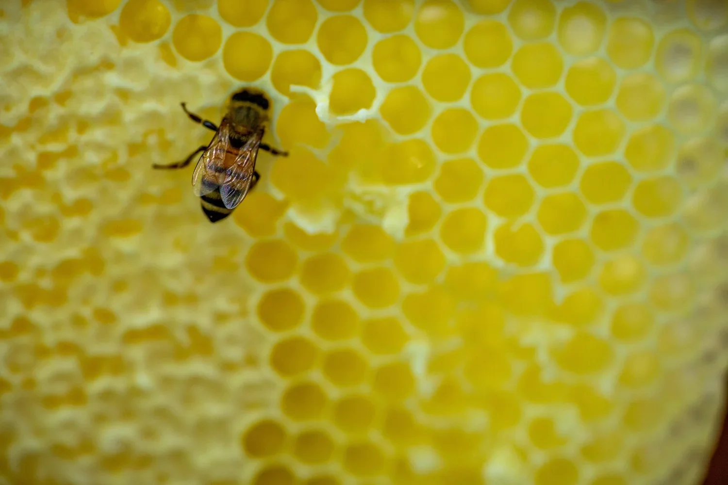 Beekeeping