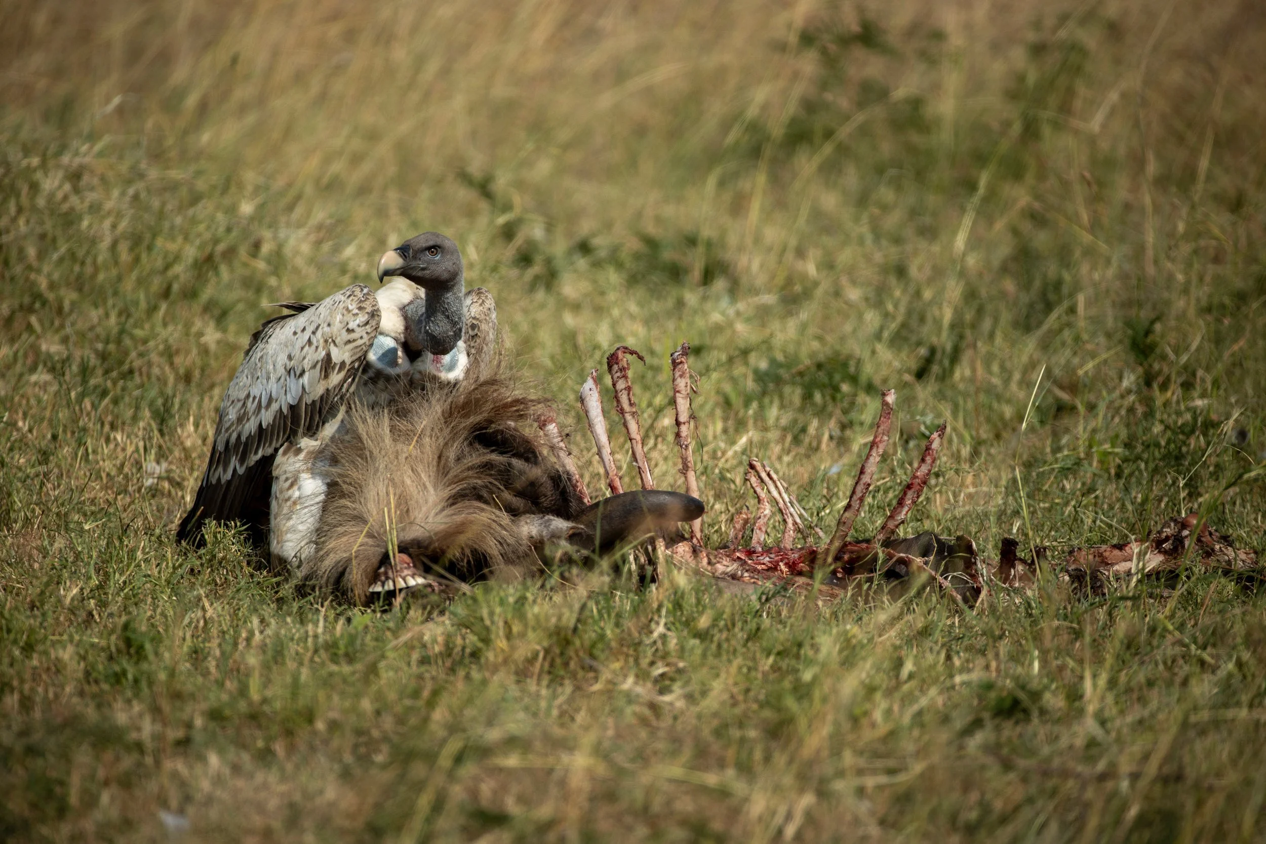 Vulture feeding in the grass, Serengeti