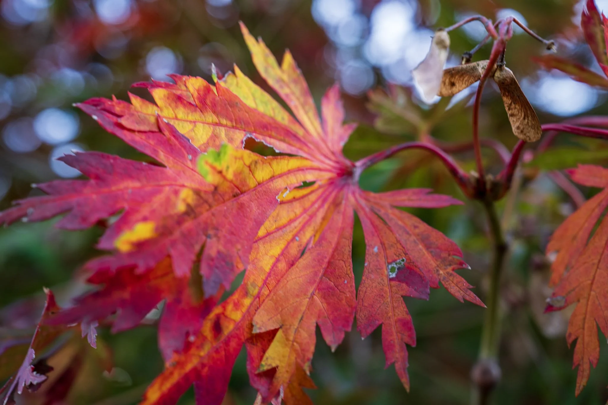Red Japanese maple leaf in autumn color.