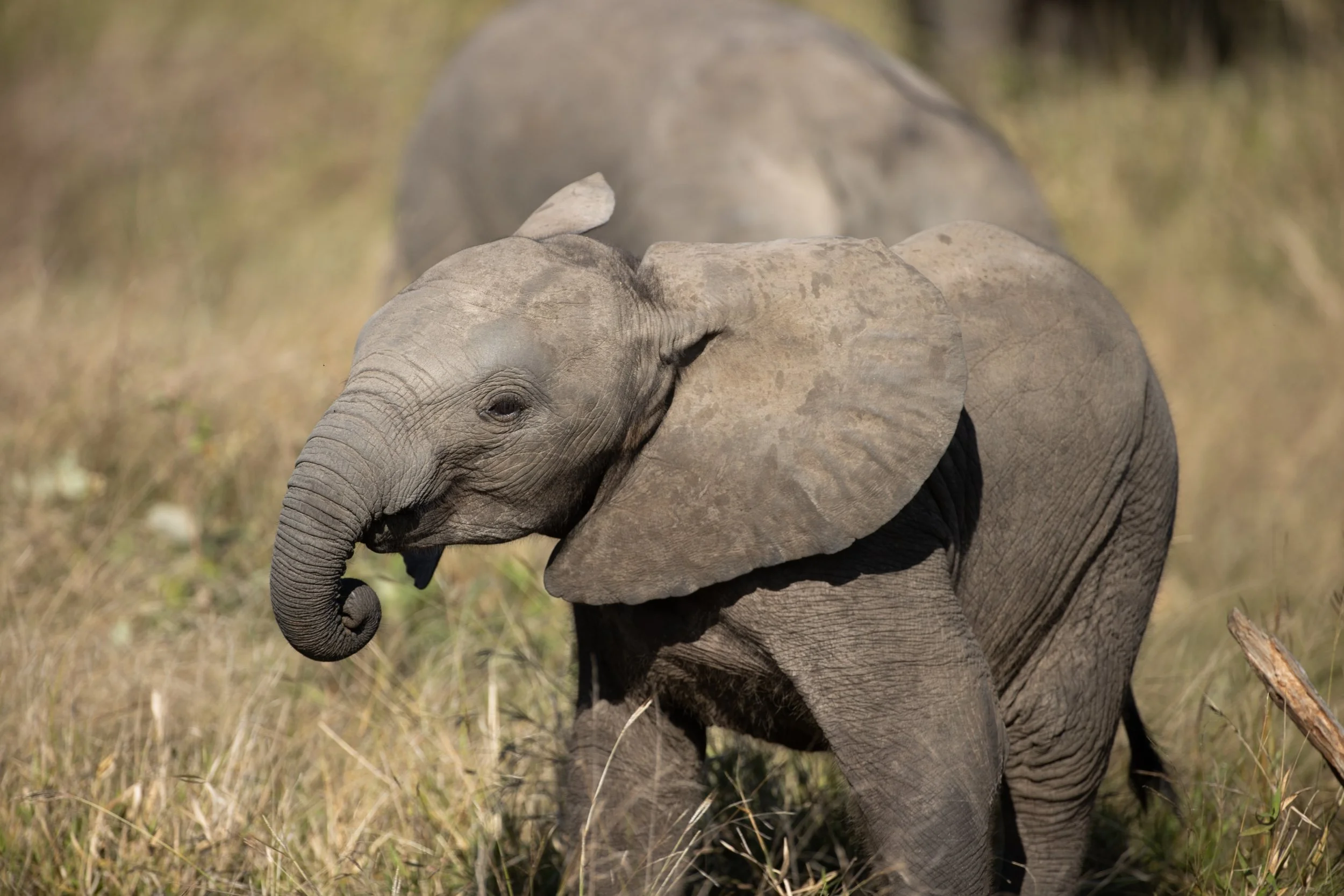 Terrestrial - Elephant